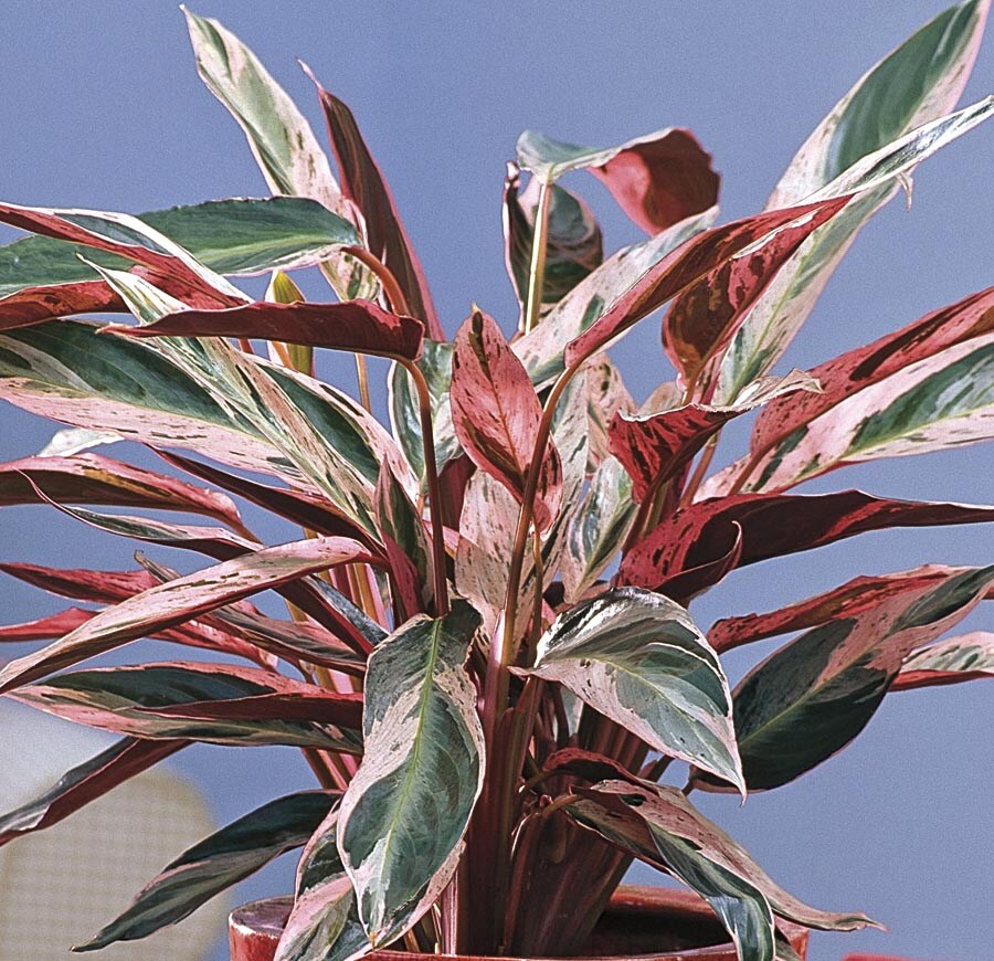 Lowe's 2.30 GAL. STROMANTHE Pink Tricolor Ginger House plant in 1 Inch(es) Pot 1.0 -Pack