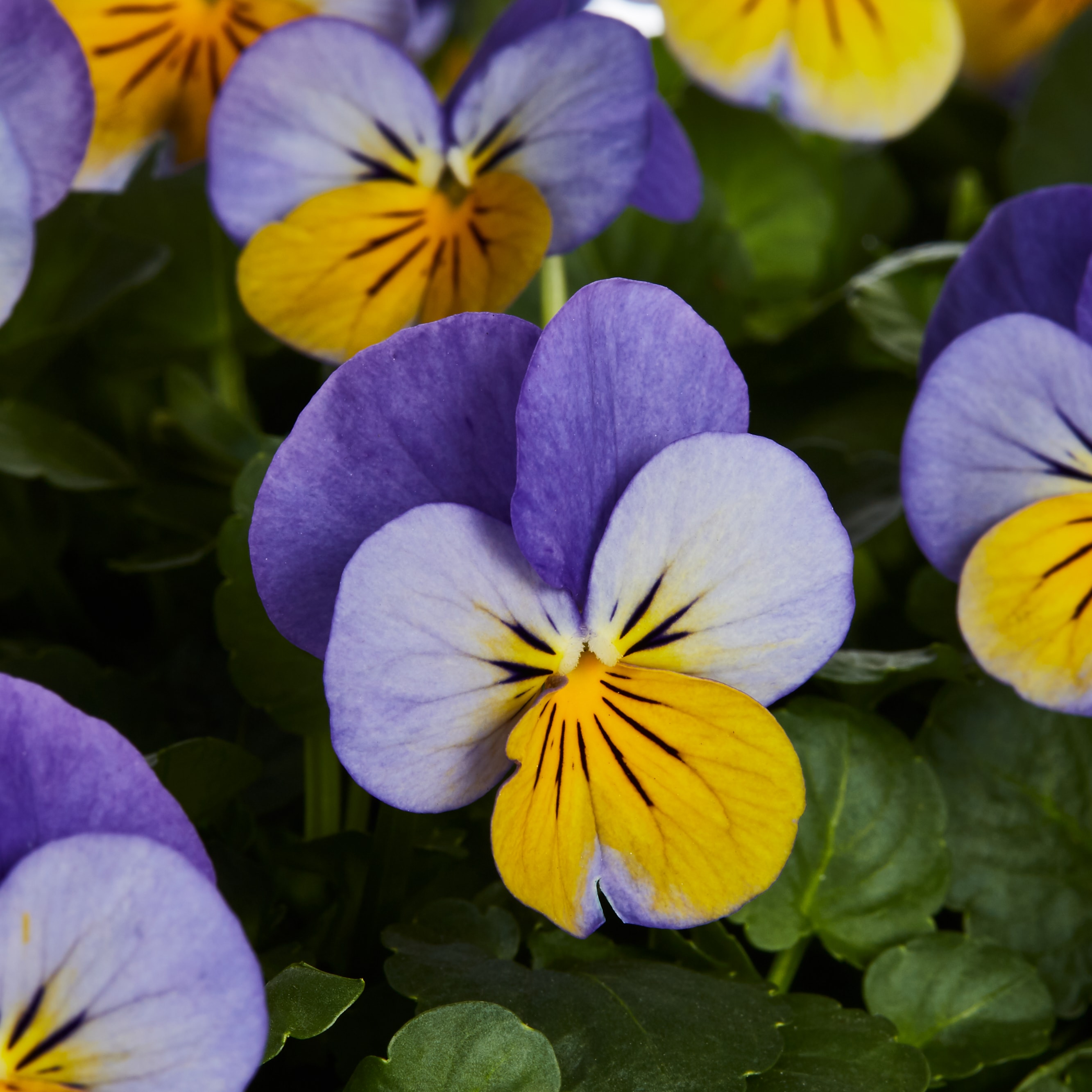 Lowe's 205950 annuals - View #6