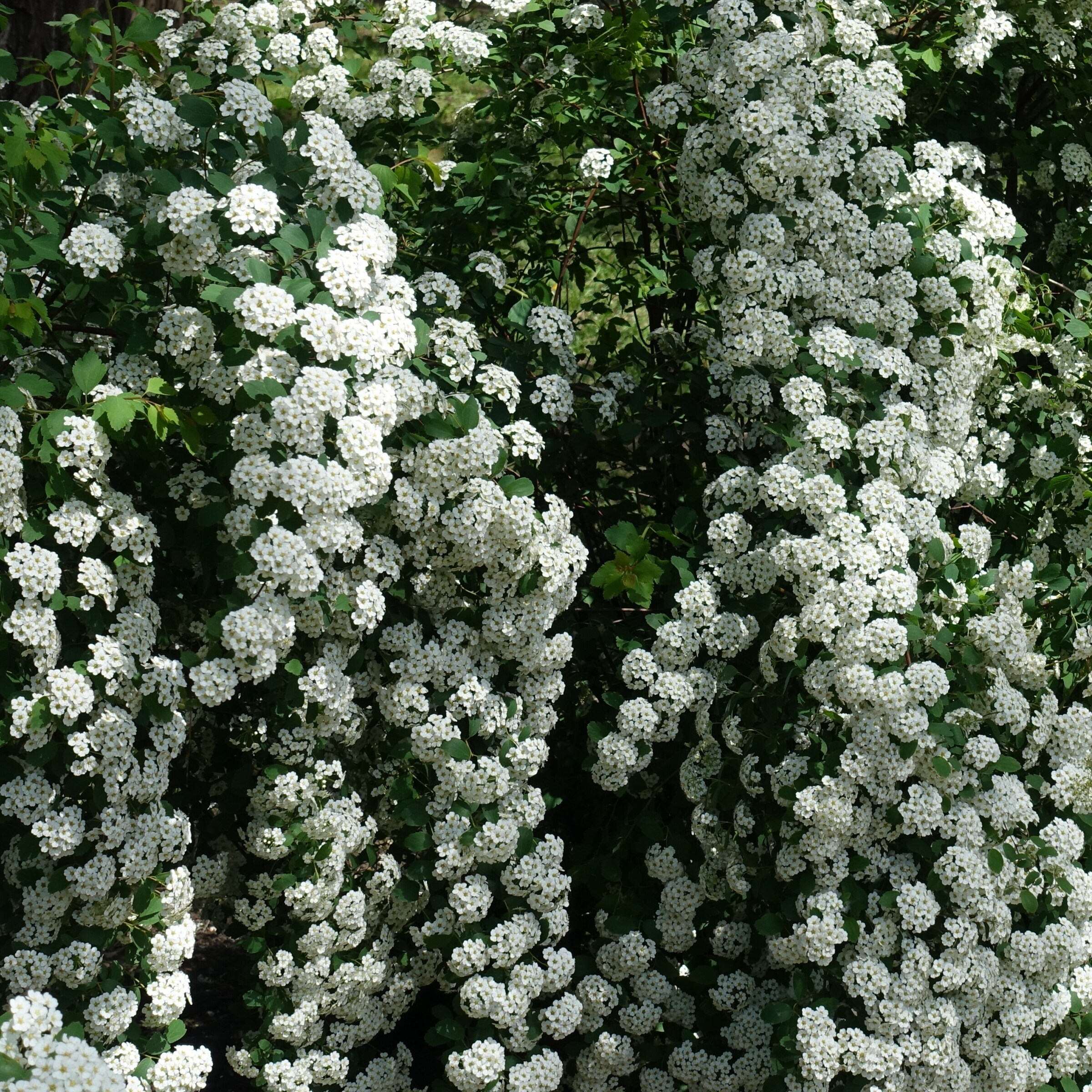 National Plant Network LW3001 shrubs - View #2