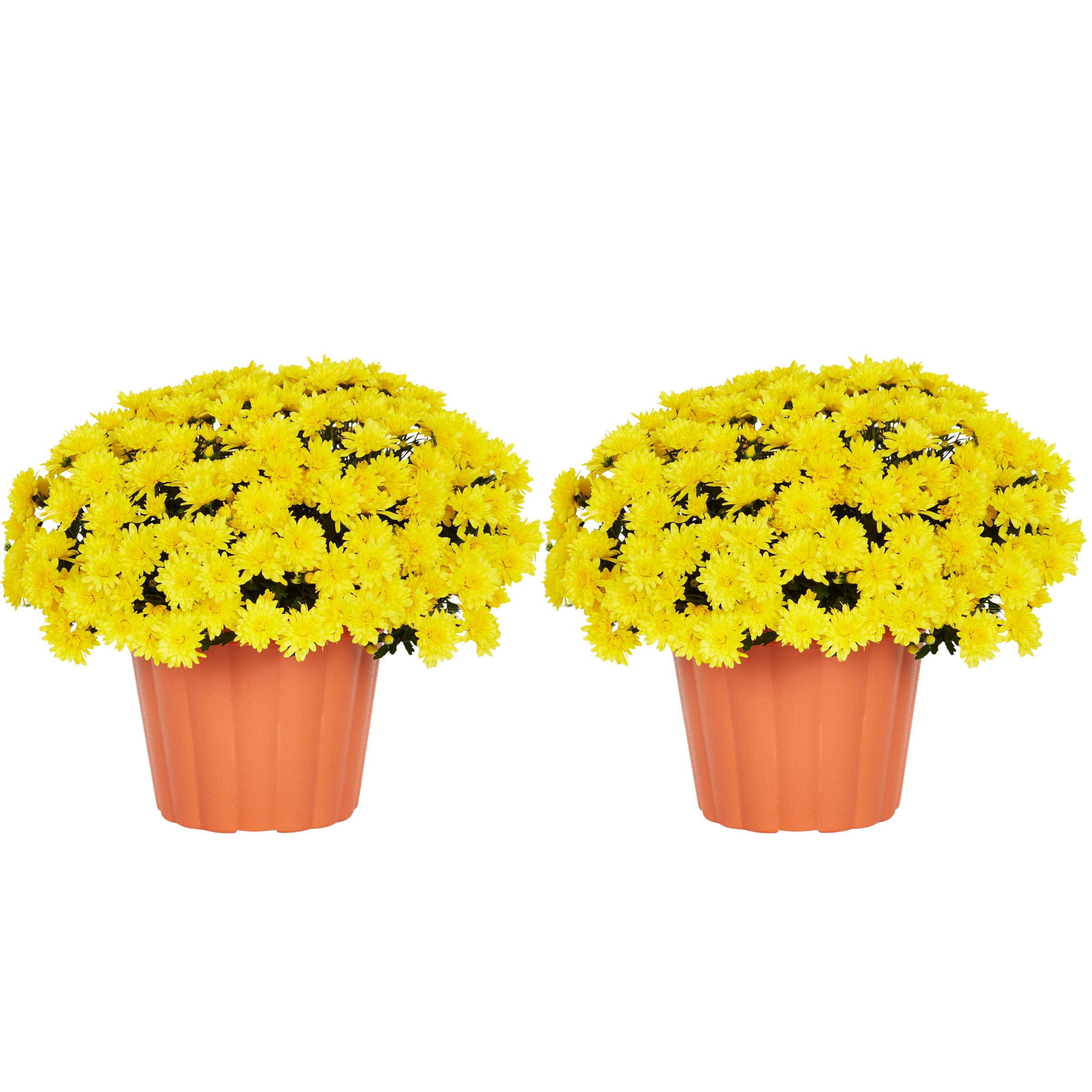 Metrolina Greenhouses 5249 Yellow Mum in 3 Quart(s) Pot 2 -Pack