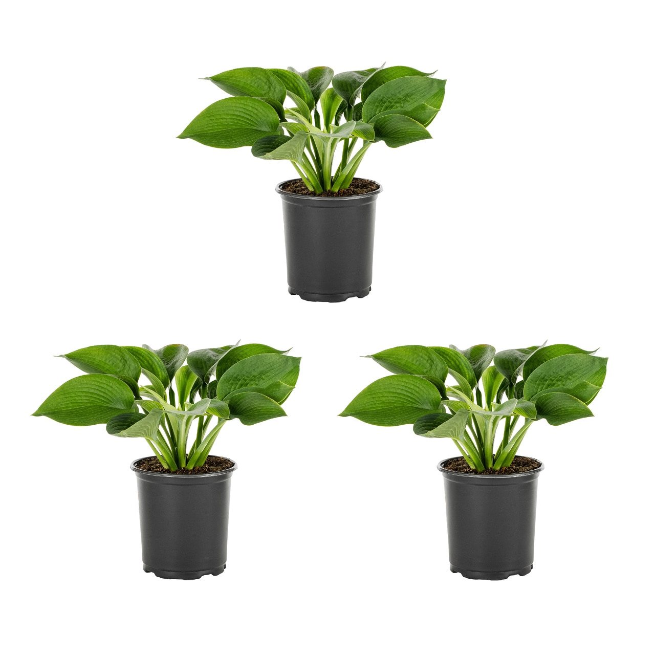 Metrolina Greenhouses 4033 White Hosta Plant in 2 -Quart Pot 3.0 -Pack