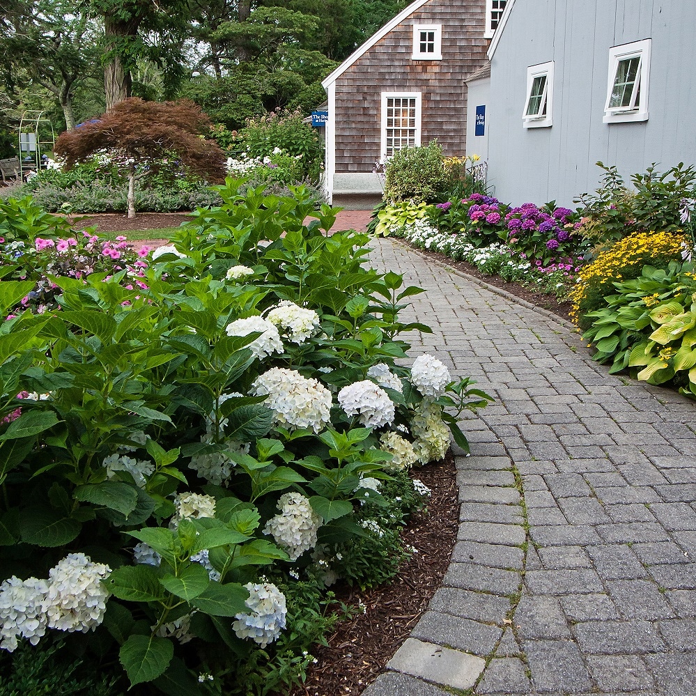 Endless Summer 26321-1 shrubs - View #8