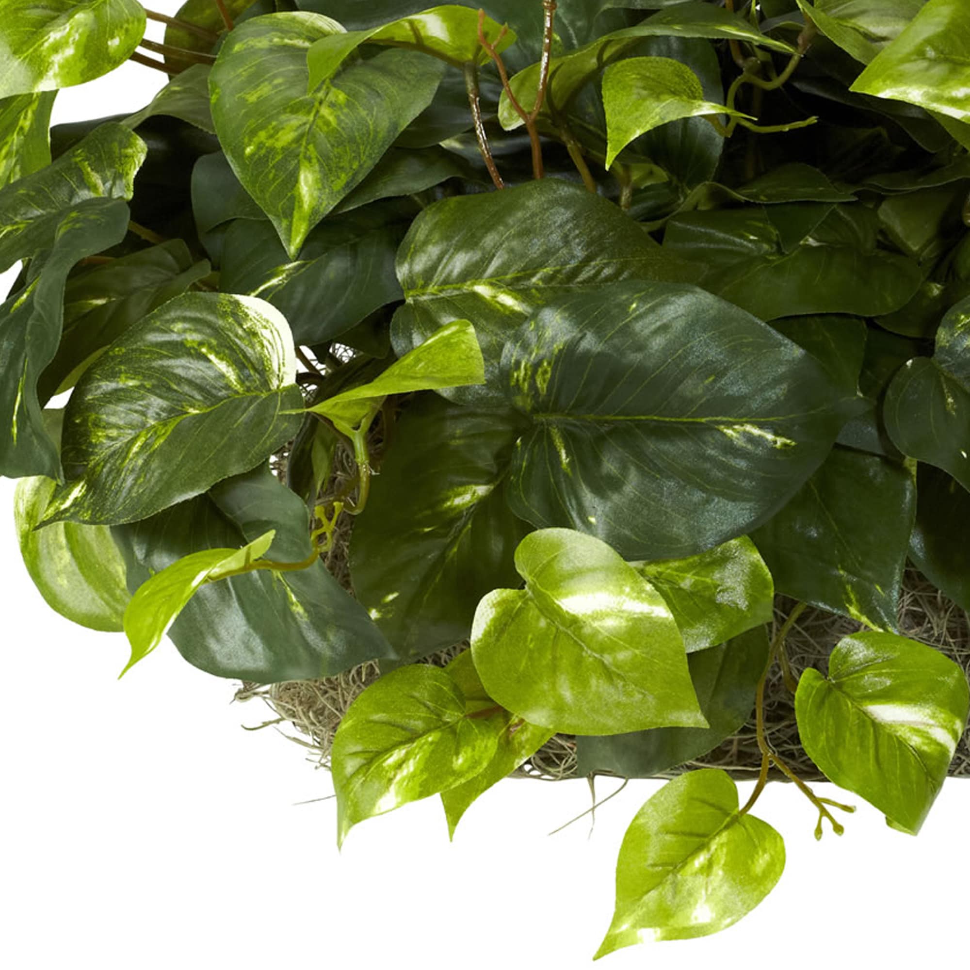 Elegant Pothos Silk Tabletop Plant in Compact Plastic