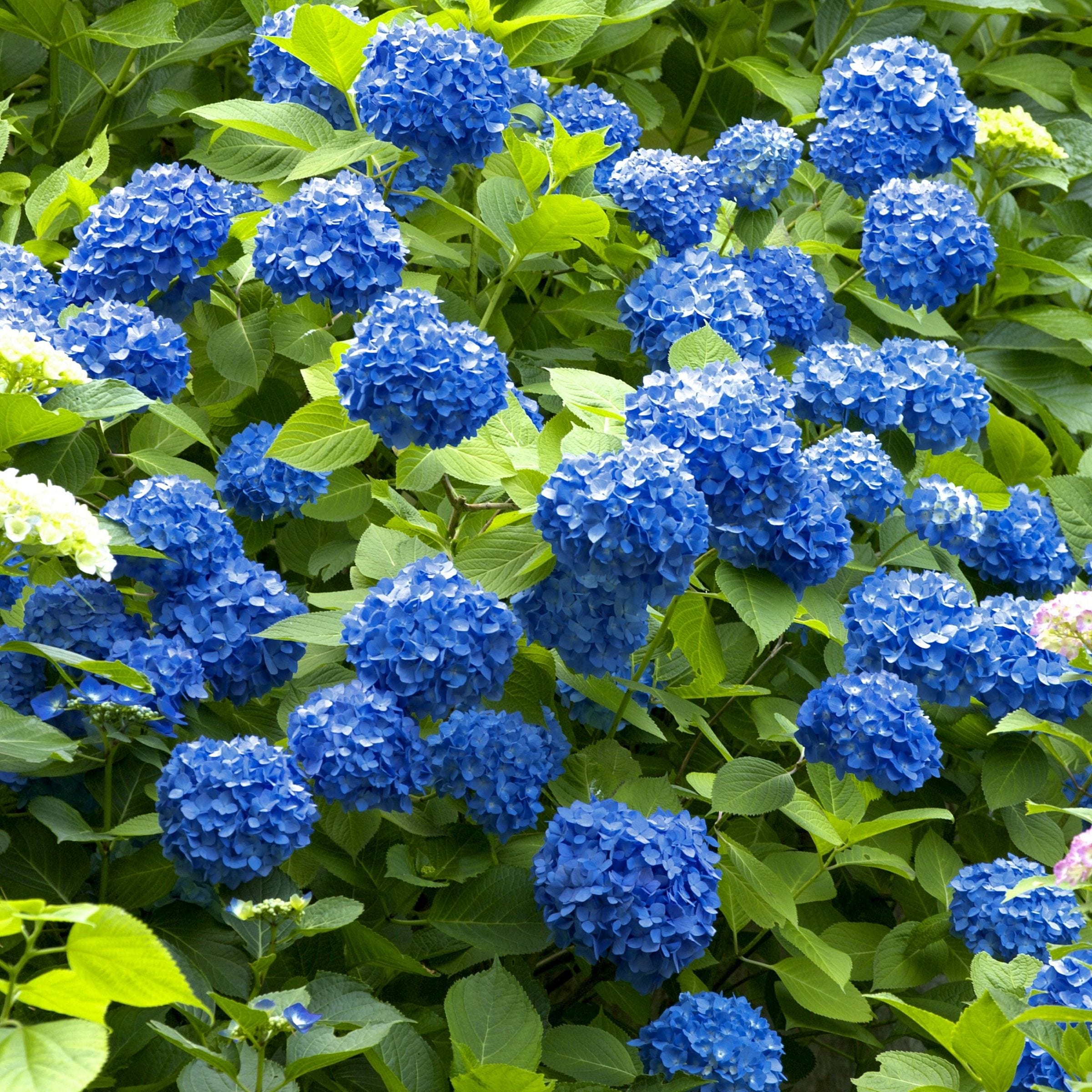 National Plant Network LW1095 shrubs - View #4