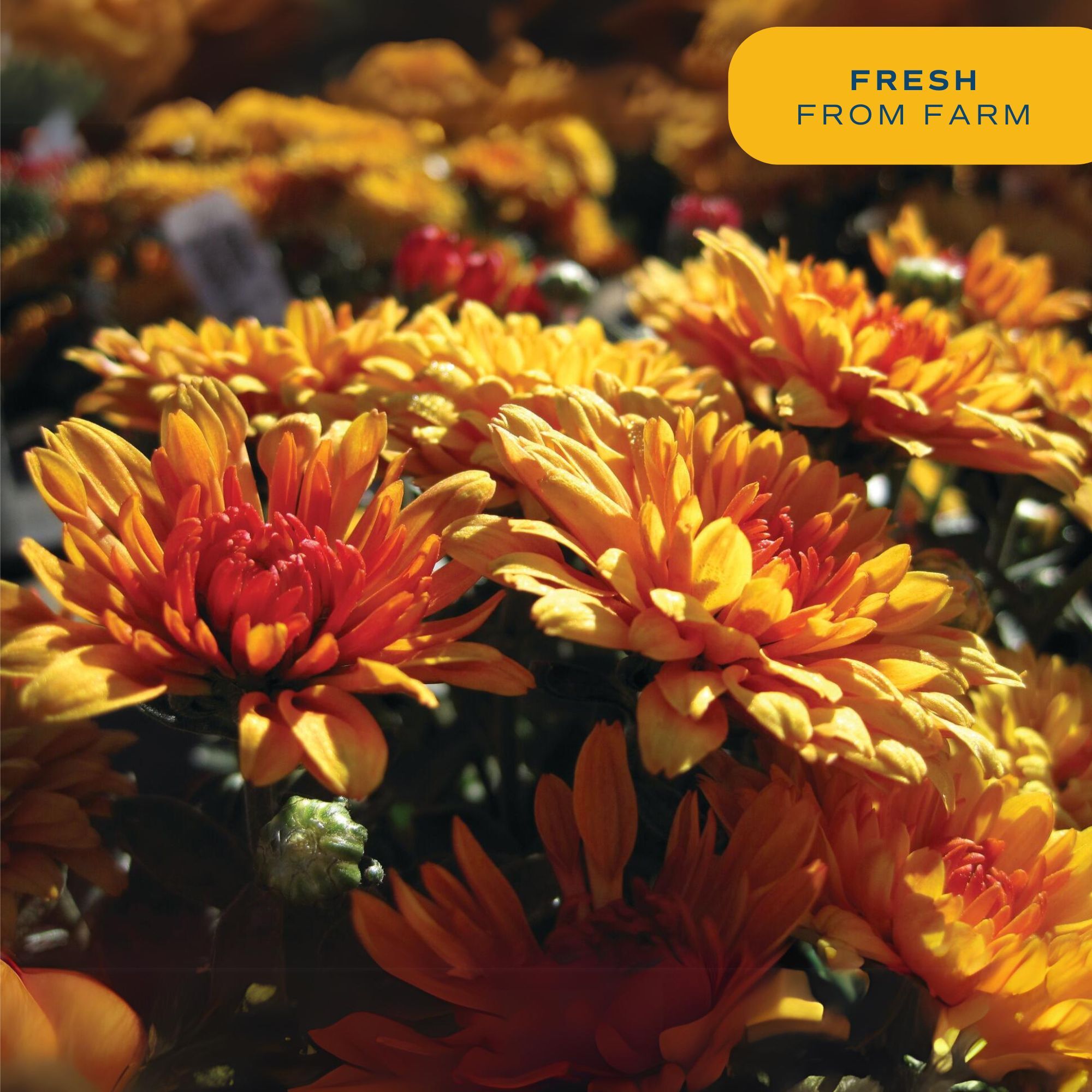 Costa Farms S-FM6-G-POT-08-LW annuals - View #3