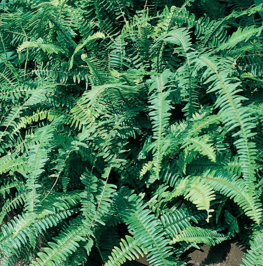Lowe's NURSERY Kimberly Queen#174 Fern Plant in
