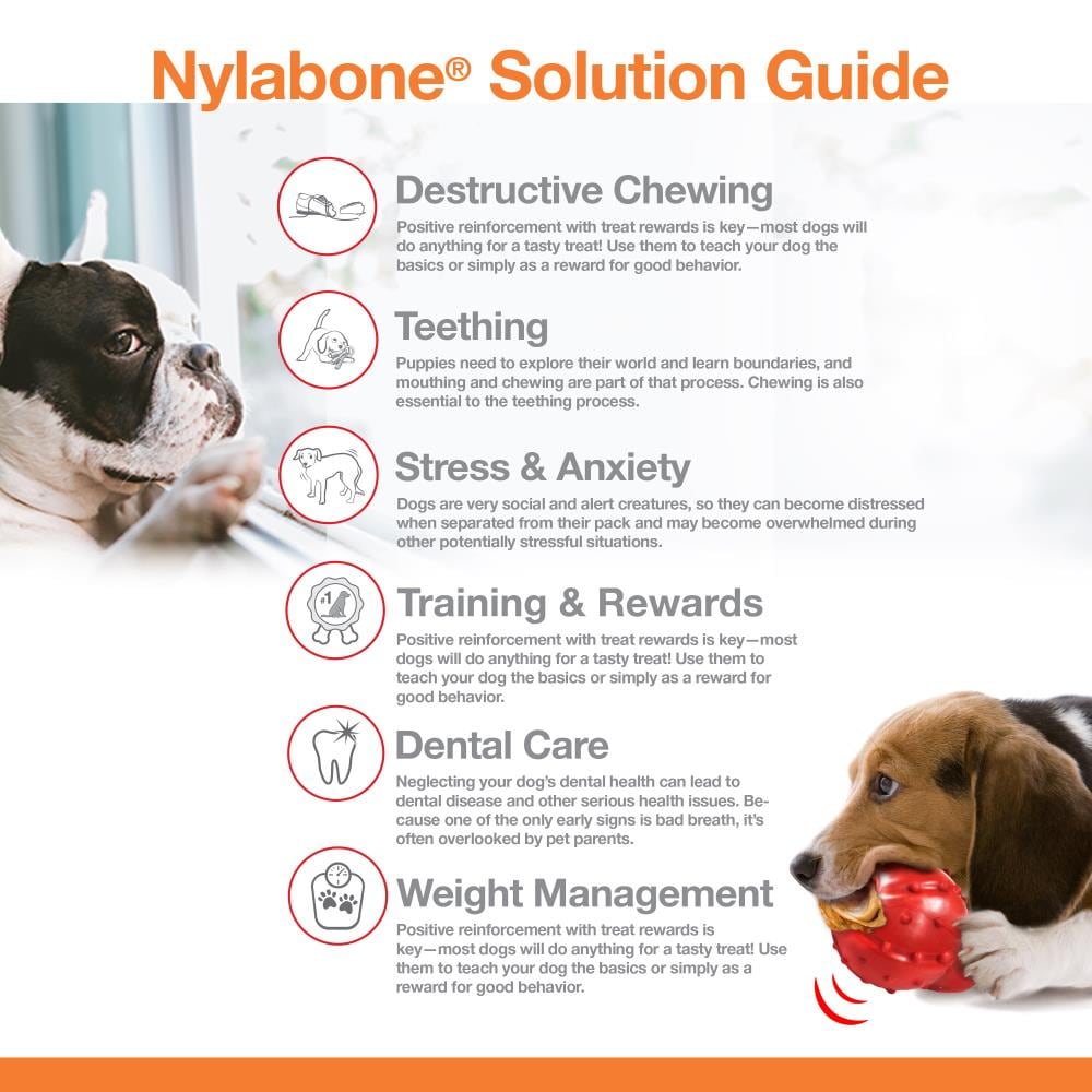 Should Dogs Eat Nylabones? Learn About Safer Alternatives