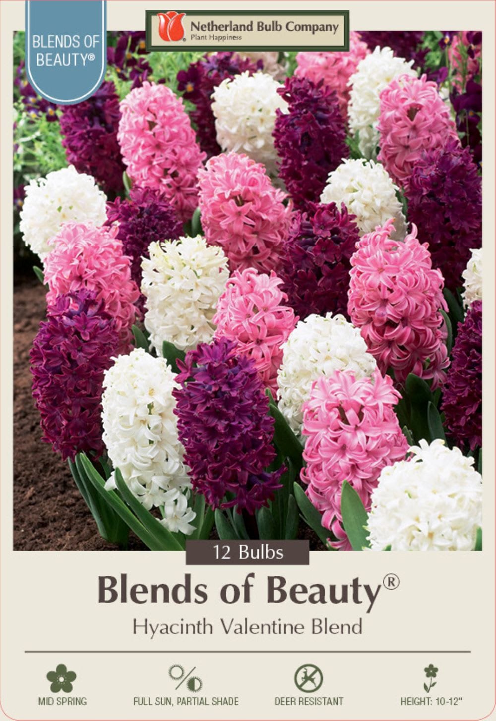 Hirt's Gardens 810034970176 Valentine Mix Hyacinth 12 Bulbs - Super Value - Fragrant - 15/16 cm Bulbs