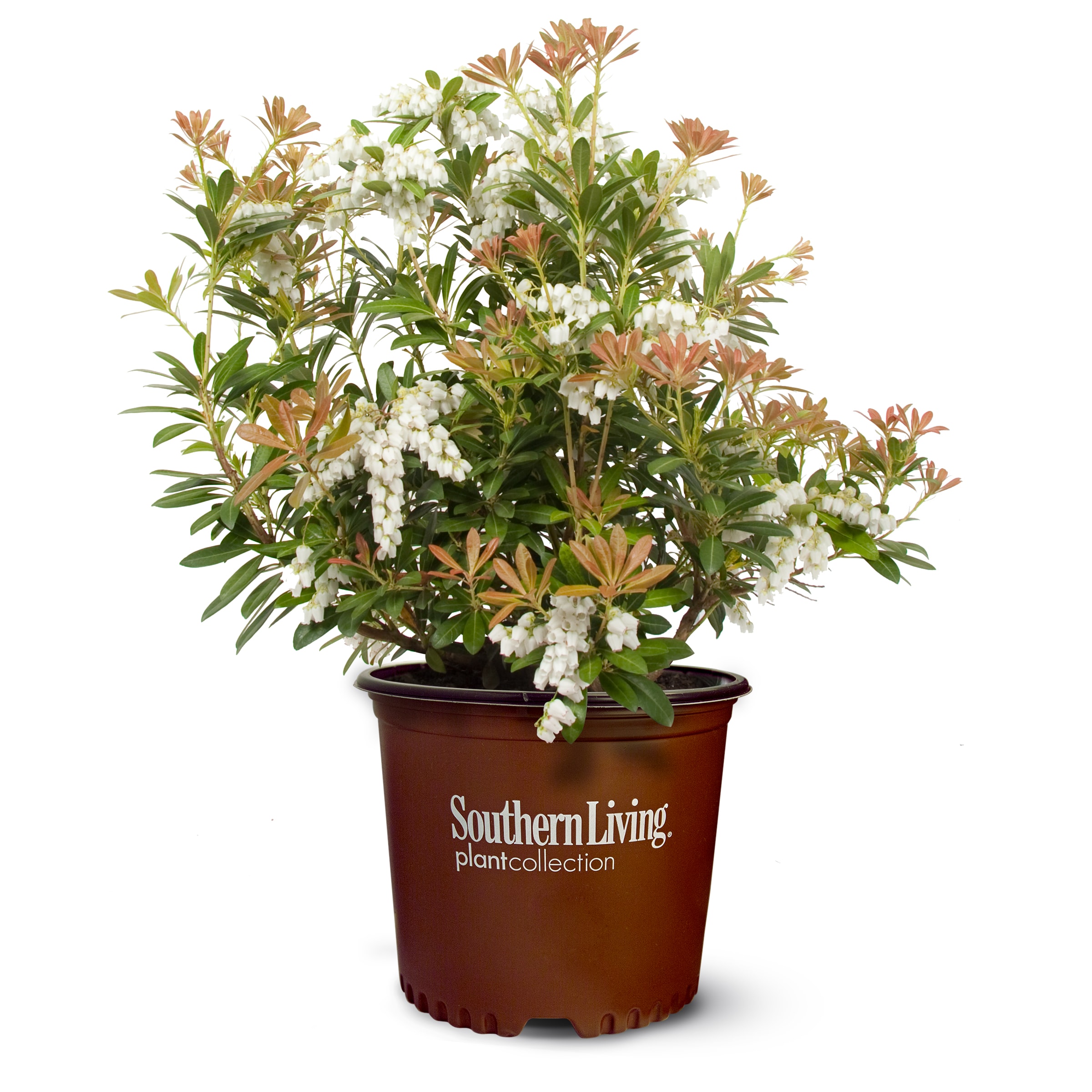 Lowe's NURSERY White Mountain Snow Pieris Flowering Shrub in 2-Gallon Pot