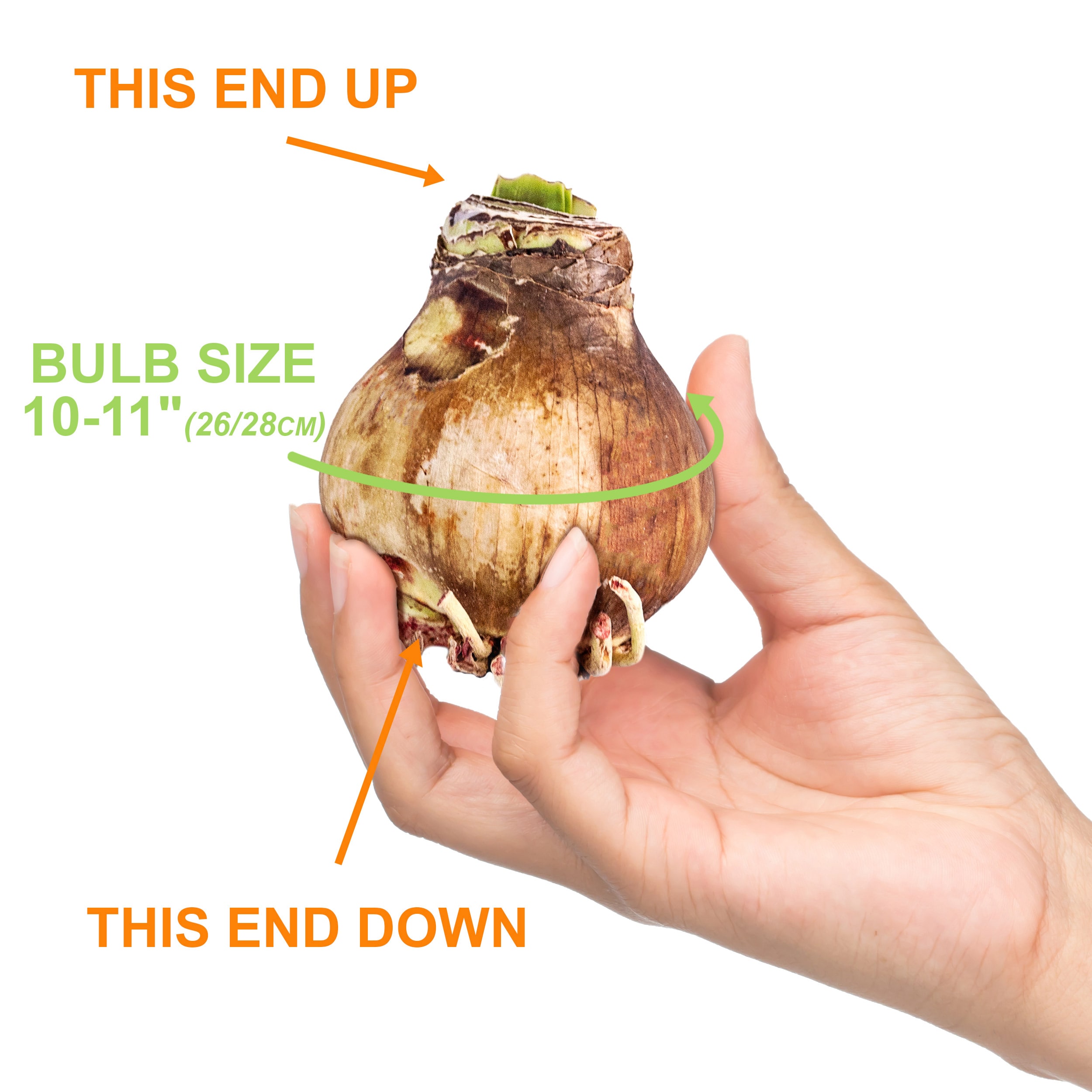Garden State Bulb ECH-01-02-01 Plant-Bulbs - View #3