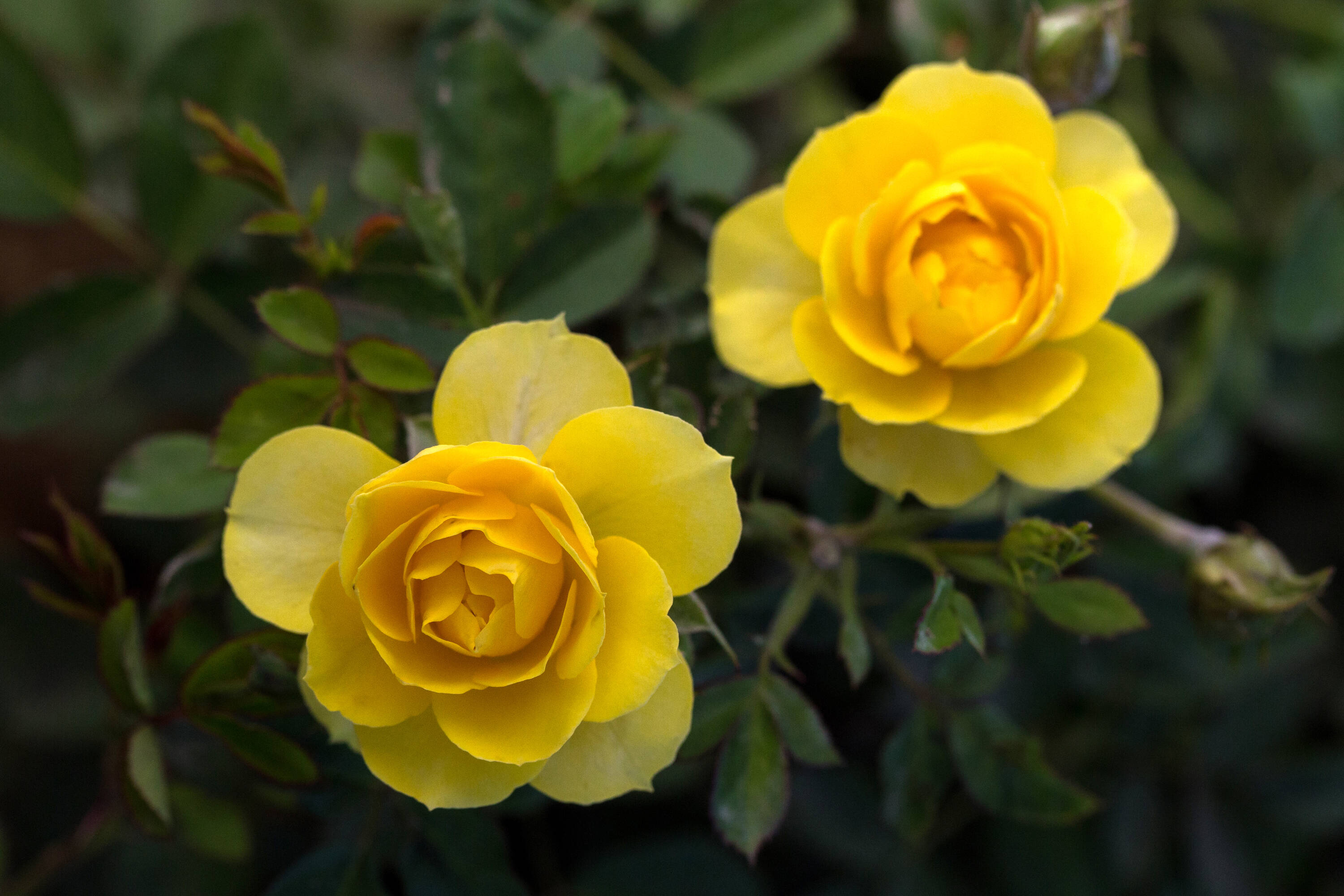 National Plant Network LW1330 roses - View #4
