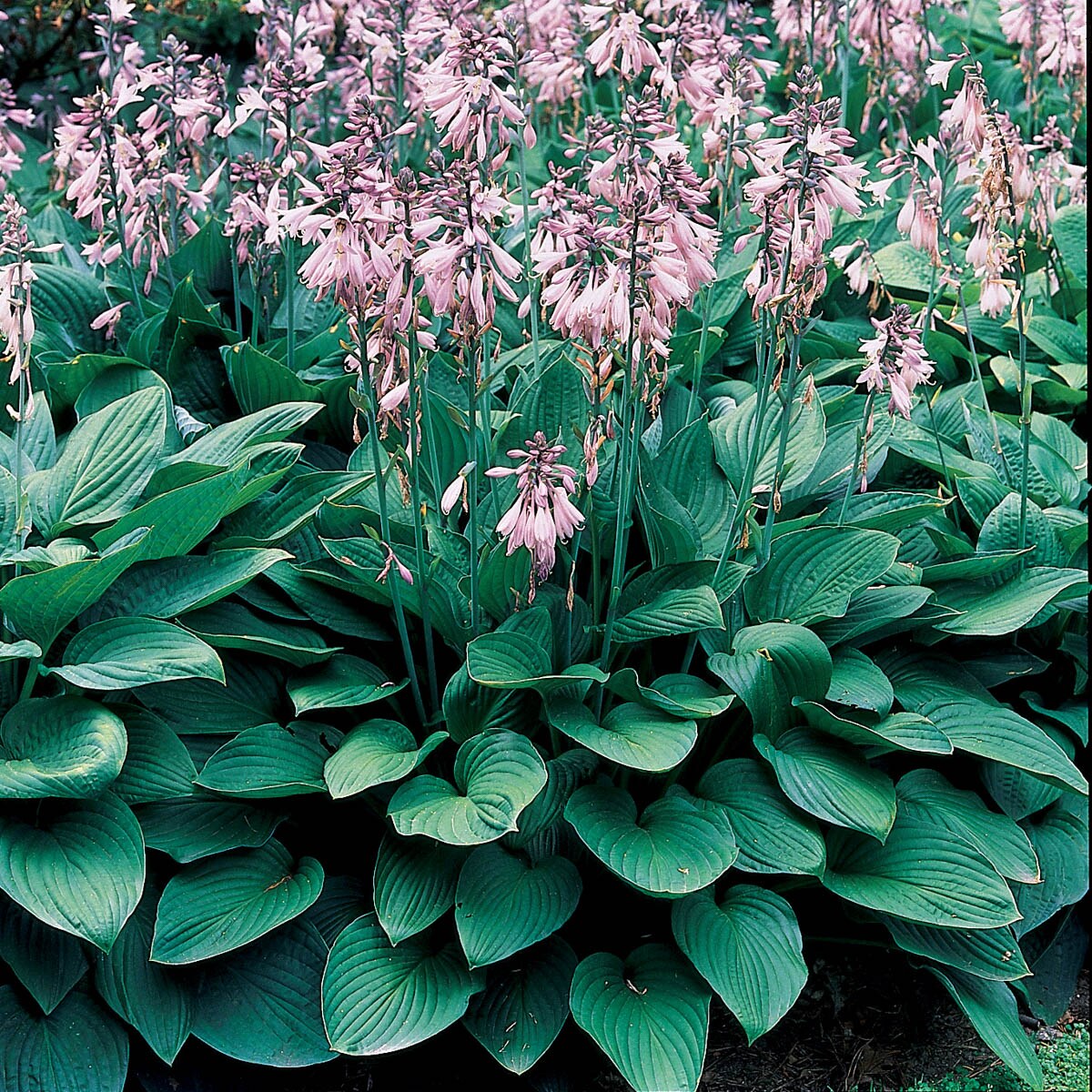 Lavender Perennials at