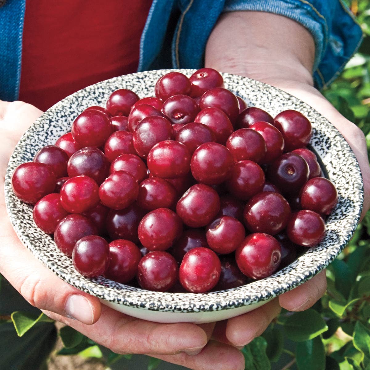 Gurney's Seed and Nursery 87622 Fruit-Plants - View #2