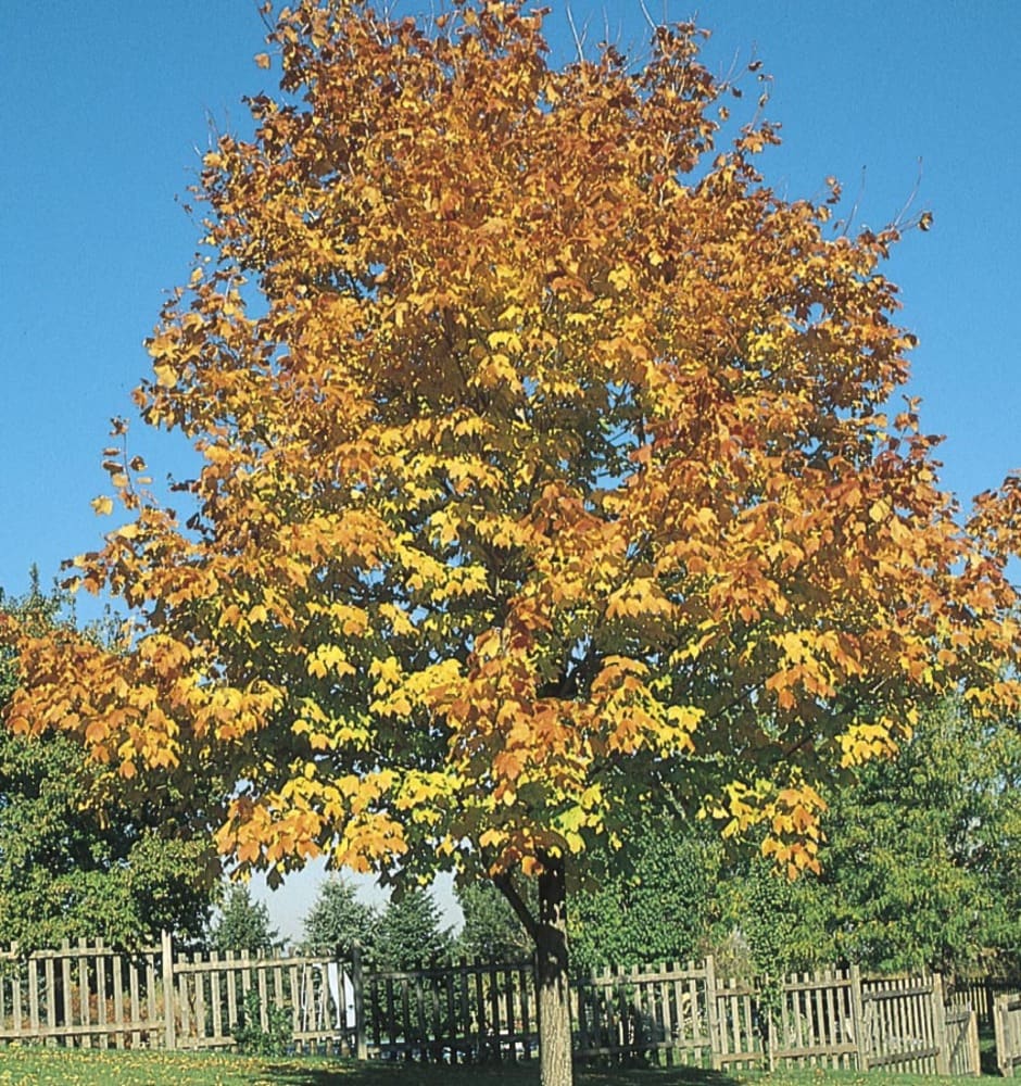 Lowe's NURSERY 8.99 -Gallon Shade Green Mountain Sugar Maple In pot (with soil)