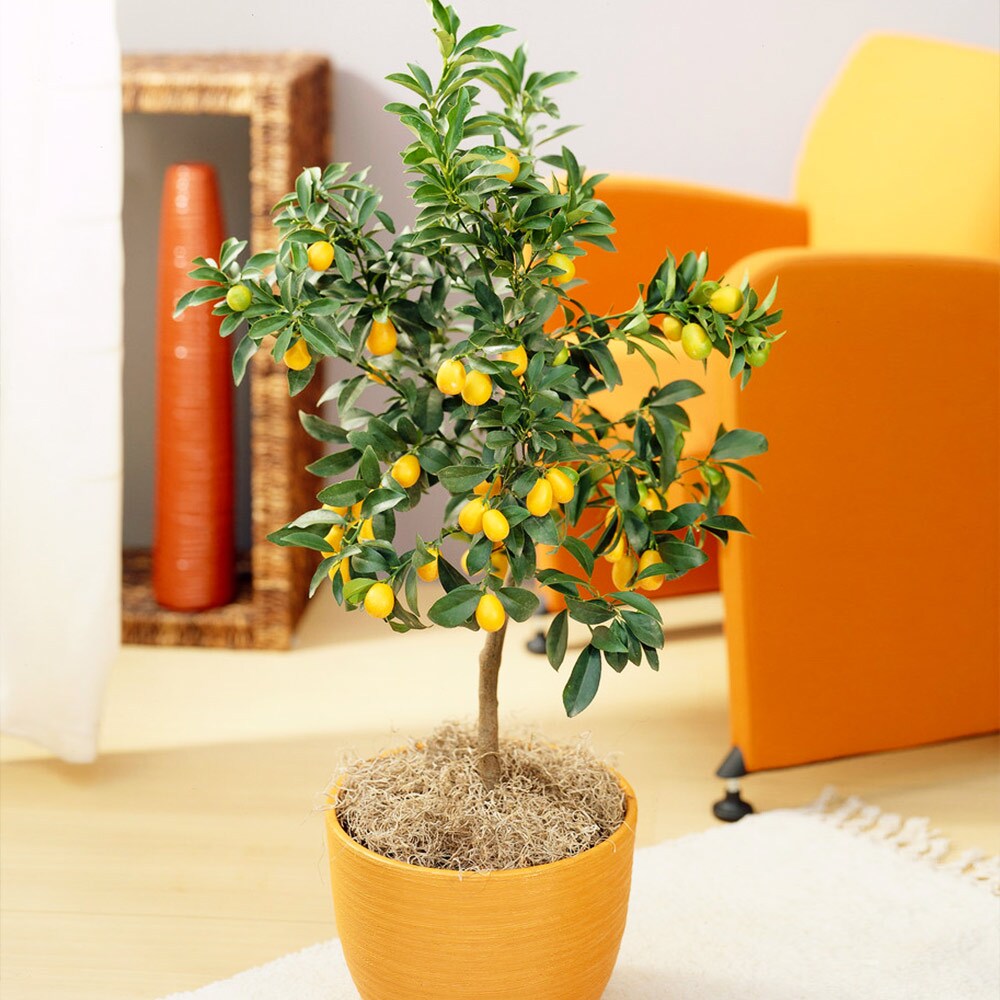 Brighter Blooms 10716 Pear Plant in Pot