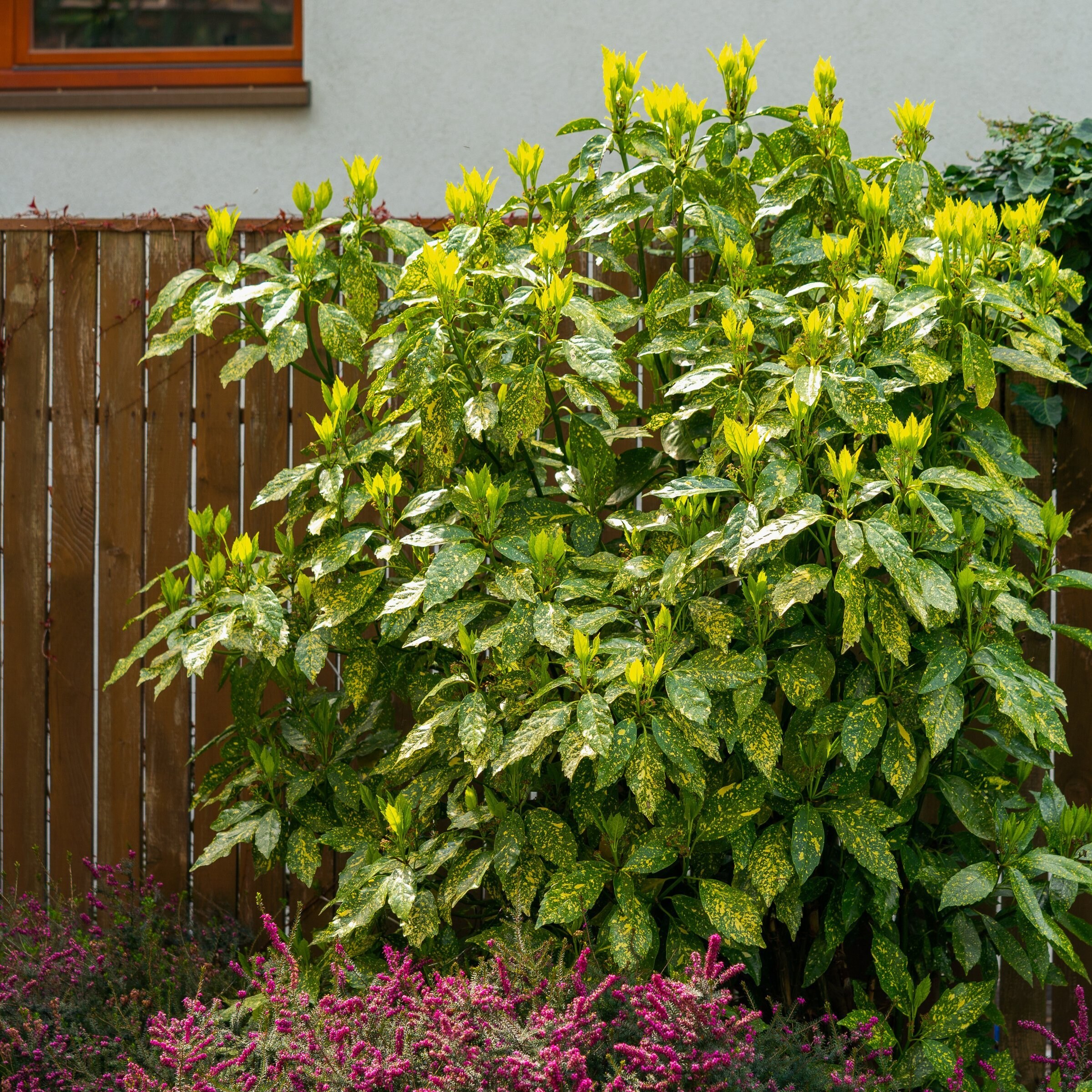 National Plant Network LW2671 annuals - View #2