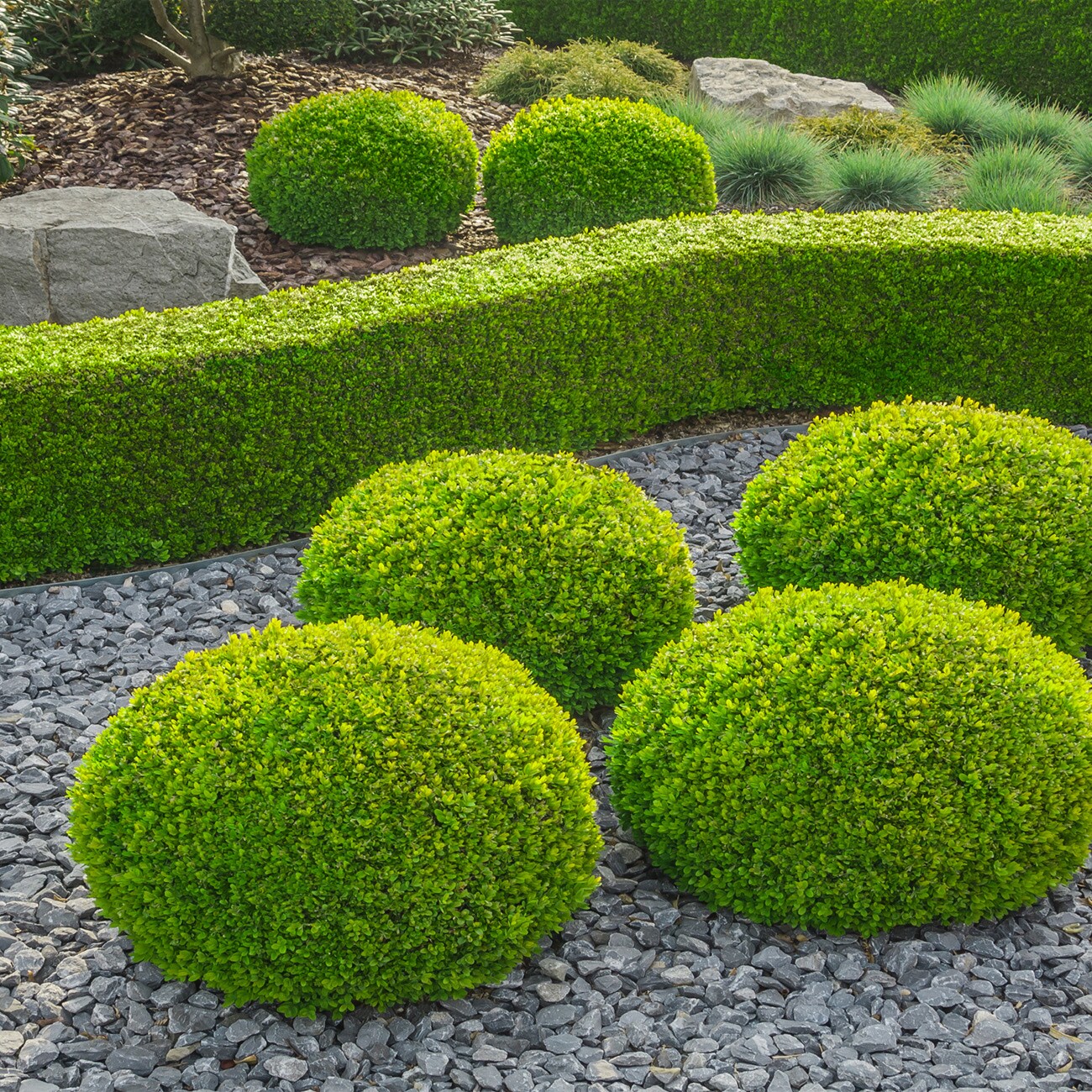 Perfect Plants LOWNTRGREENBOXWOOD3G shrubs - View #4