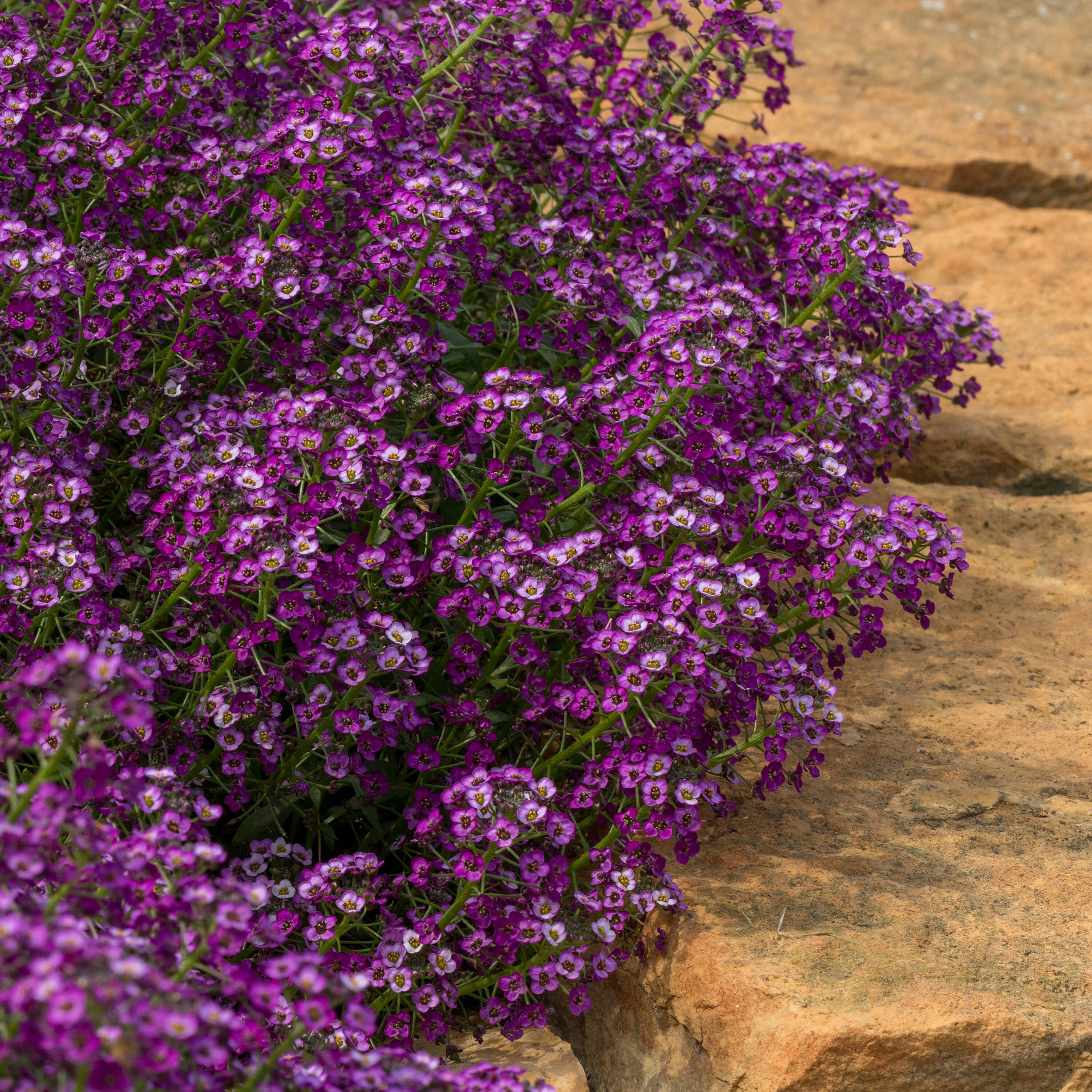 Proven Winners Purple Violet Knight Sweet Alyssum (Lobularia) in 4.25 ...