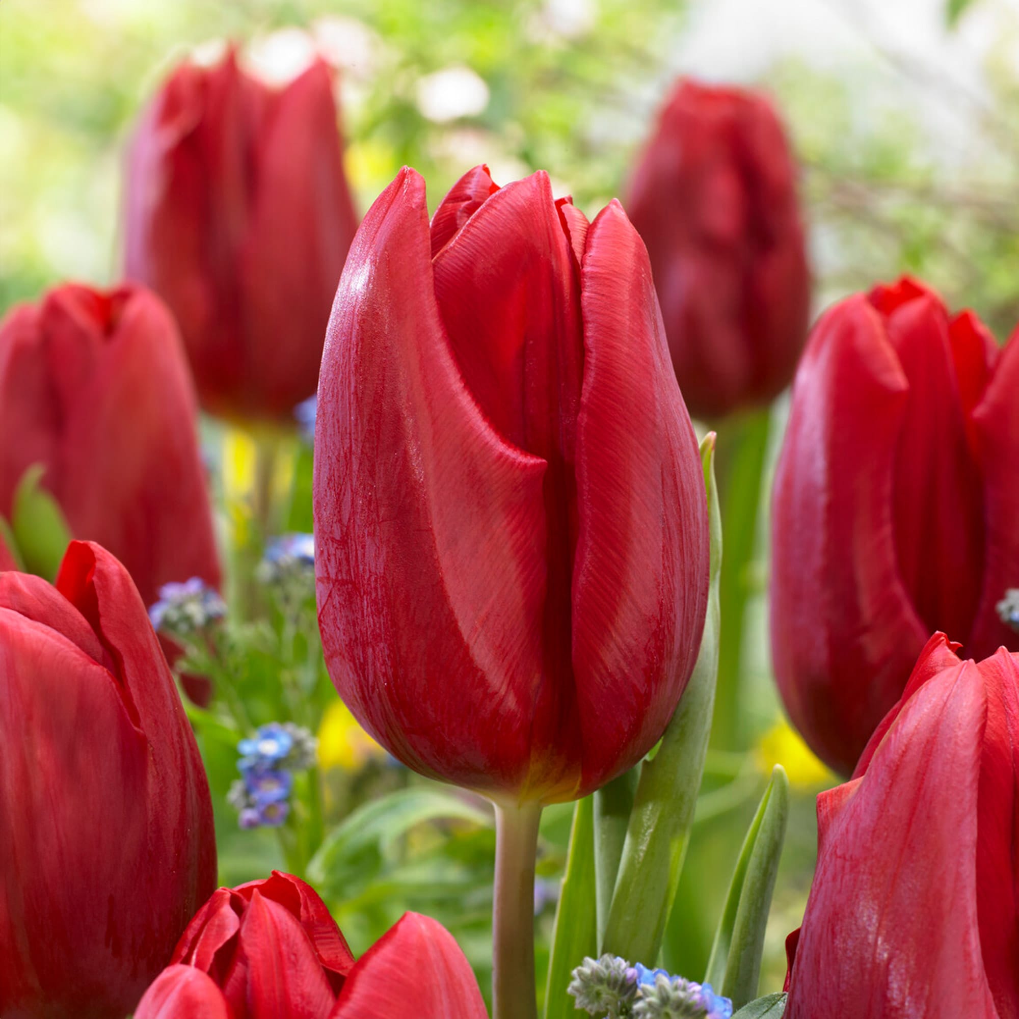 Garden State Bulb ECF-57-25-01 Red Strong Love Triumph Tulip Bulbs 25 Count