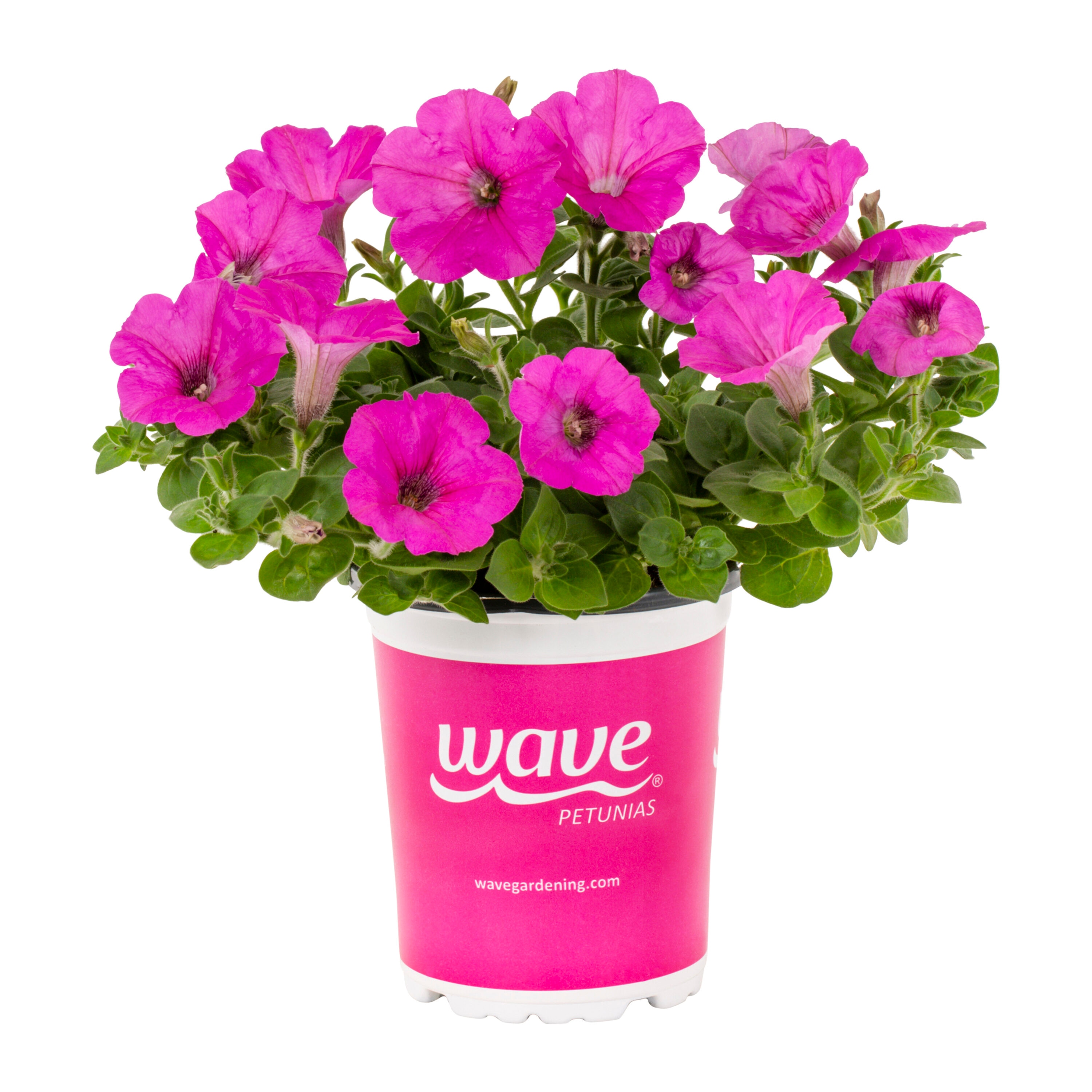 Wave 4691 annuals - View #5