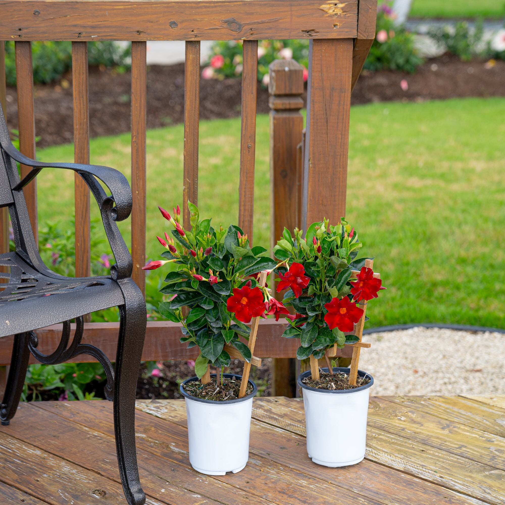 Costa Farms M-MTR-G-POT-02-LW shrubs - View #3