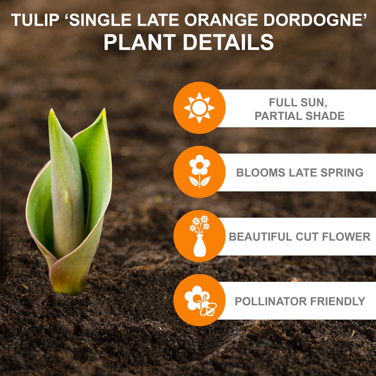Garden State Bulb ECF-95-100-04 Plant-Bulbs - View #2