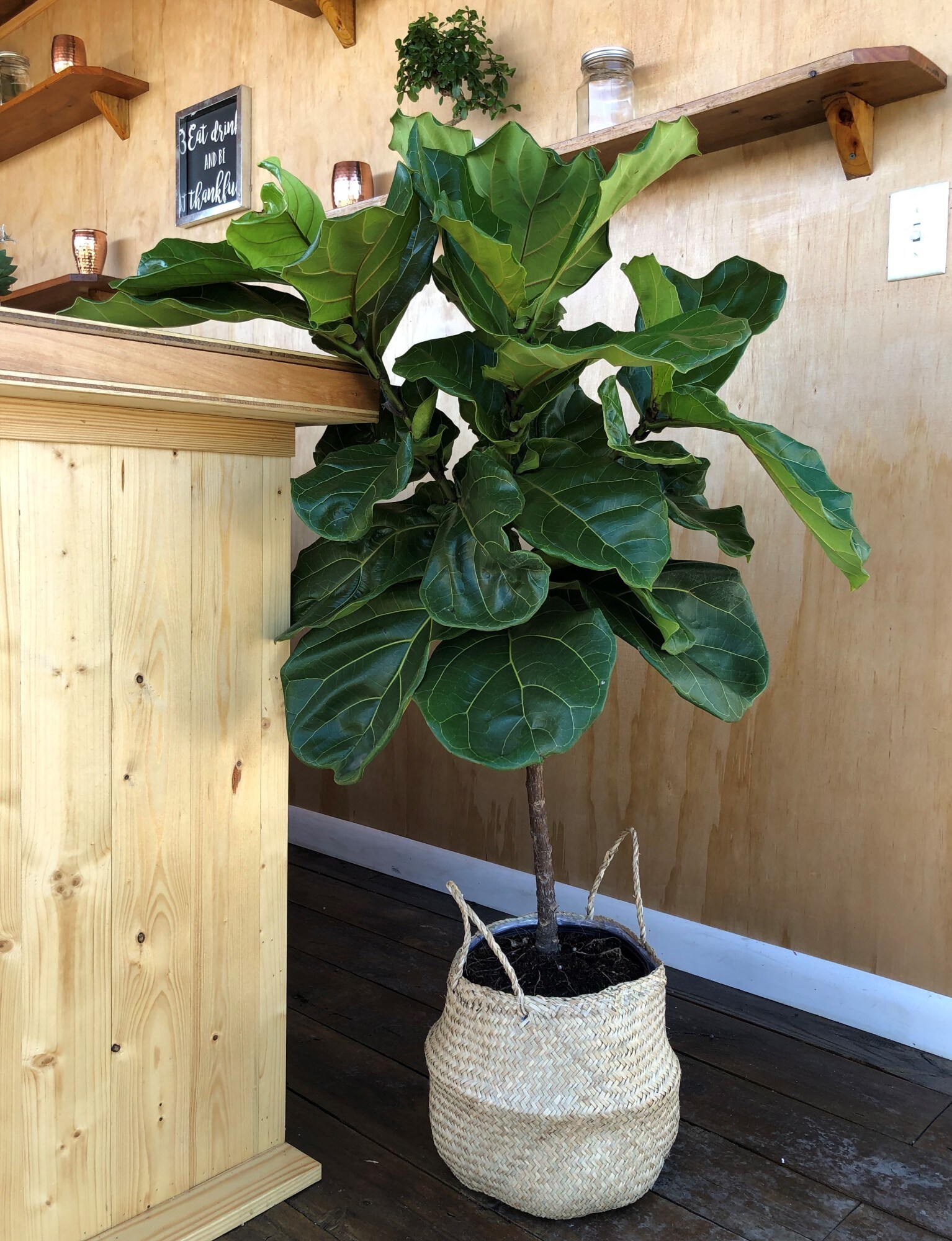 Costa Farms Fiddle Leaf Fig House plant in 10-in Planter in the