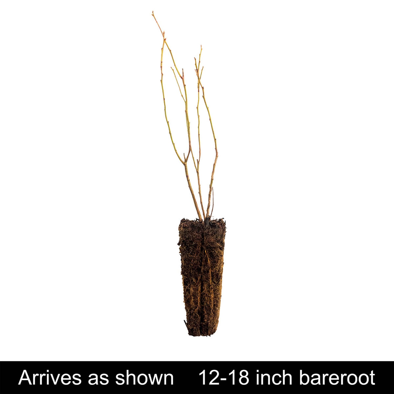 Gurney's Seed and Nursery 79095 Fruit-Plants - View #4