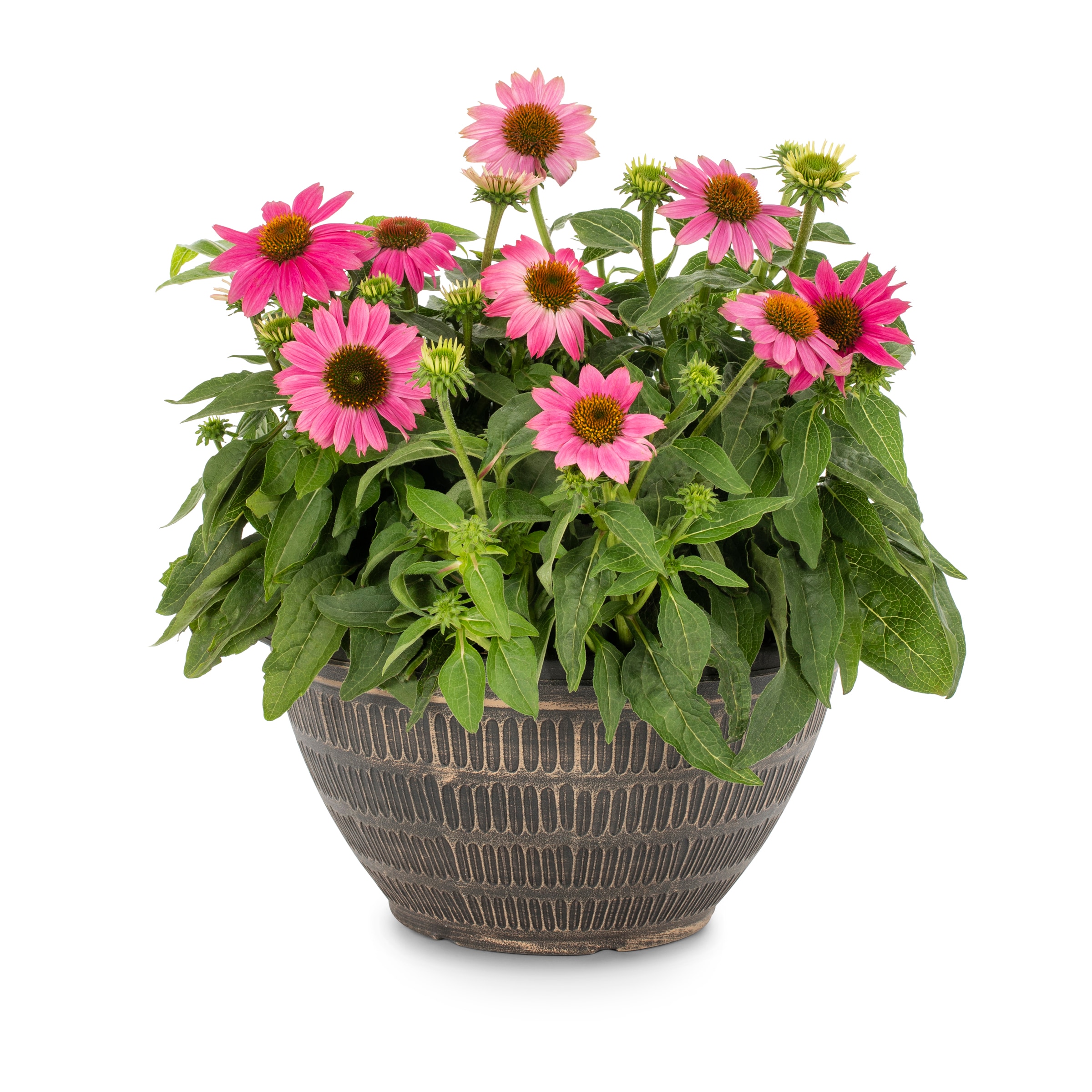 Lowe's Multicolor Cone Flower Plant in 2Gallon (s) Planter in the