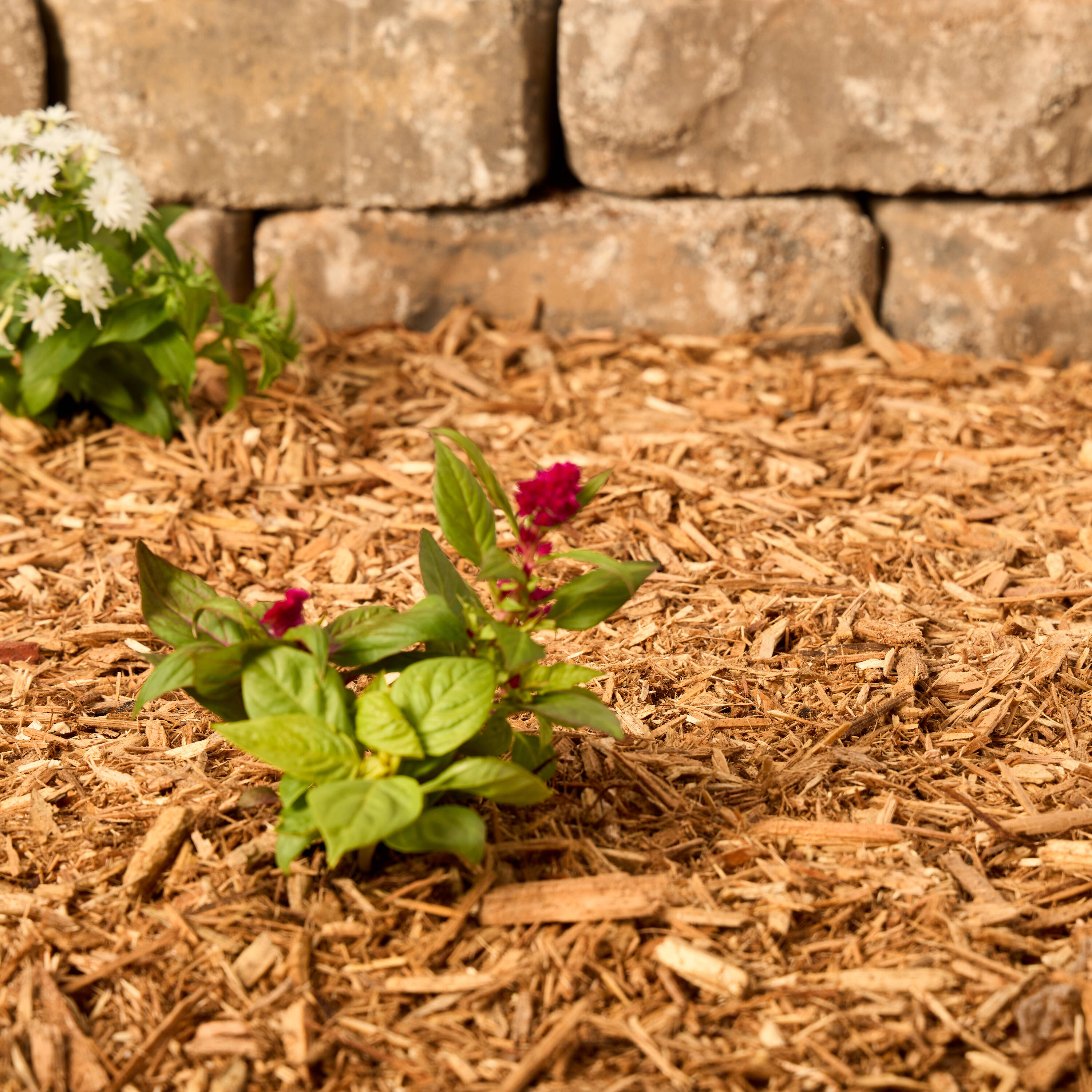 Pro's Choice Golden Trophy 113 Bagged-Mulch - View #4