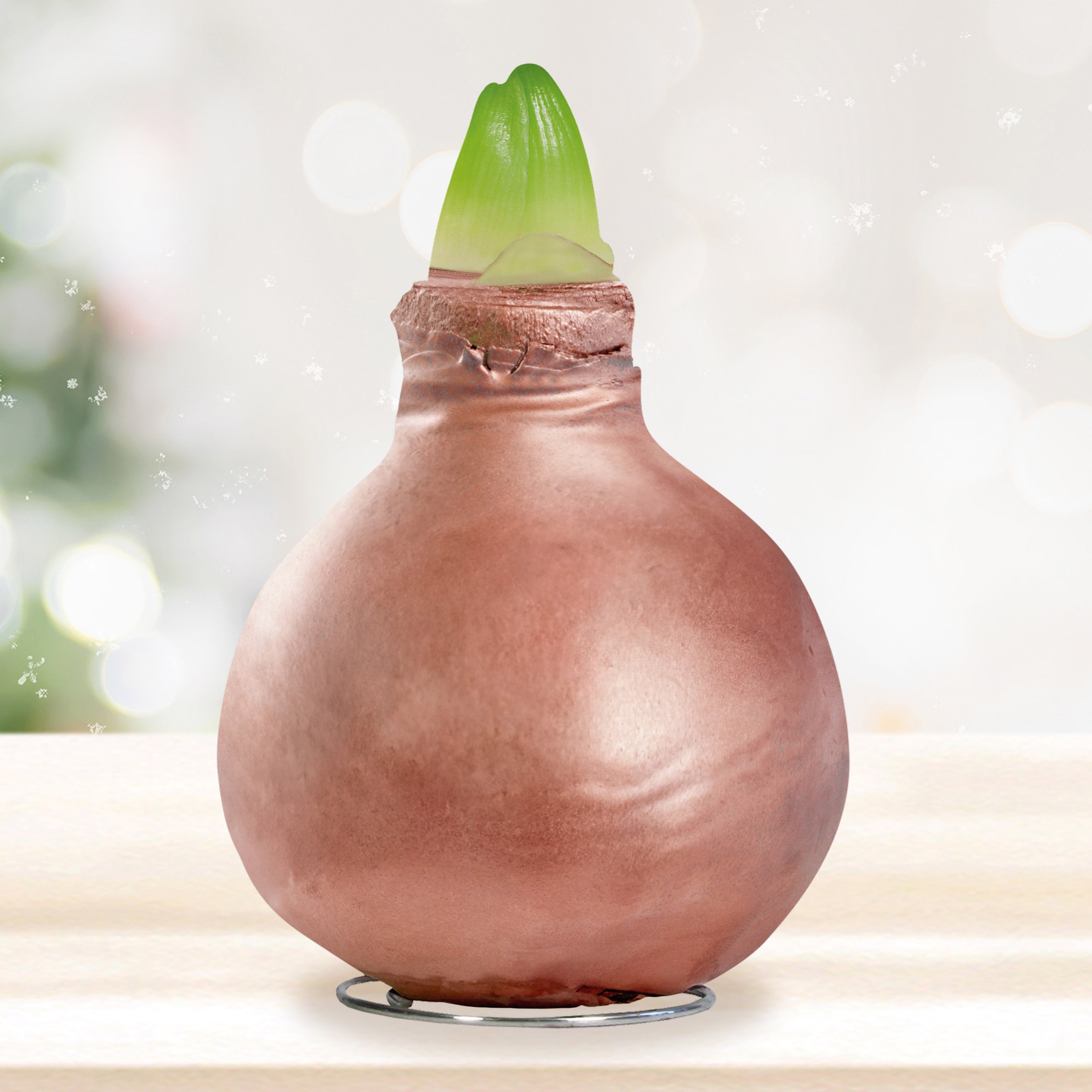 Garden State Bulb ECH-41-01-01 Plant-Bulbs - View #8