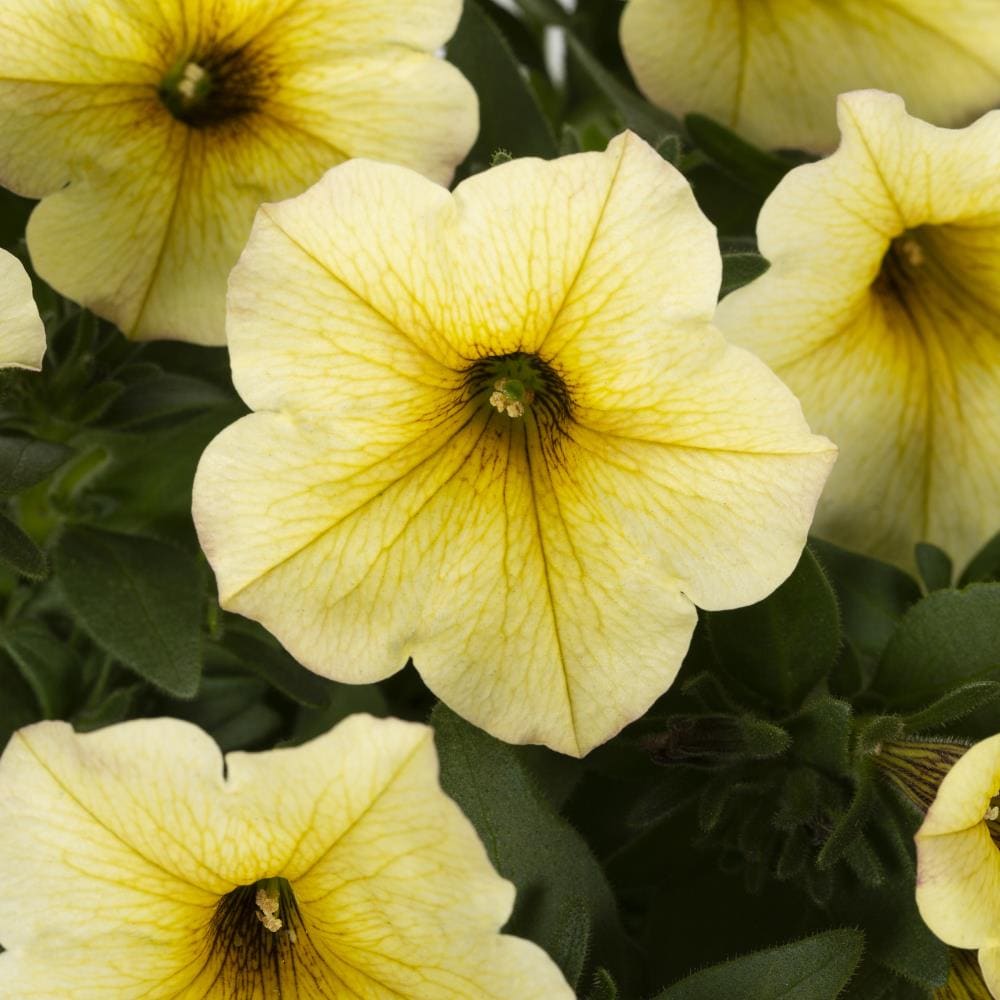 Monrovia Yellow Supercal Petchoa Pot in the Annuals department at Lowes.com