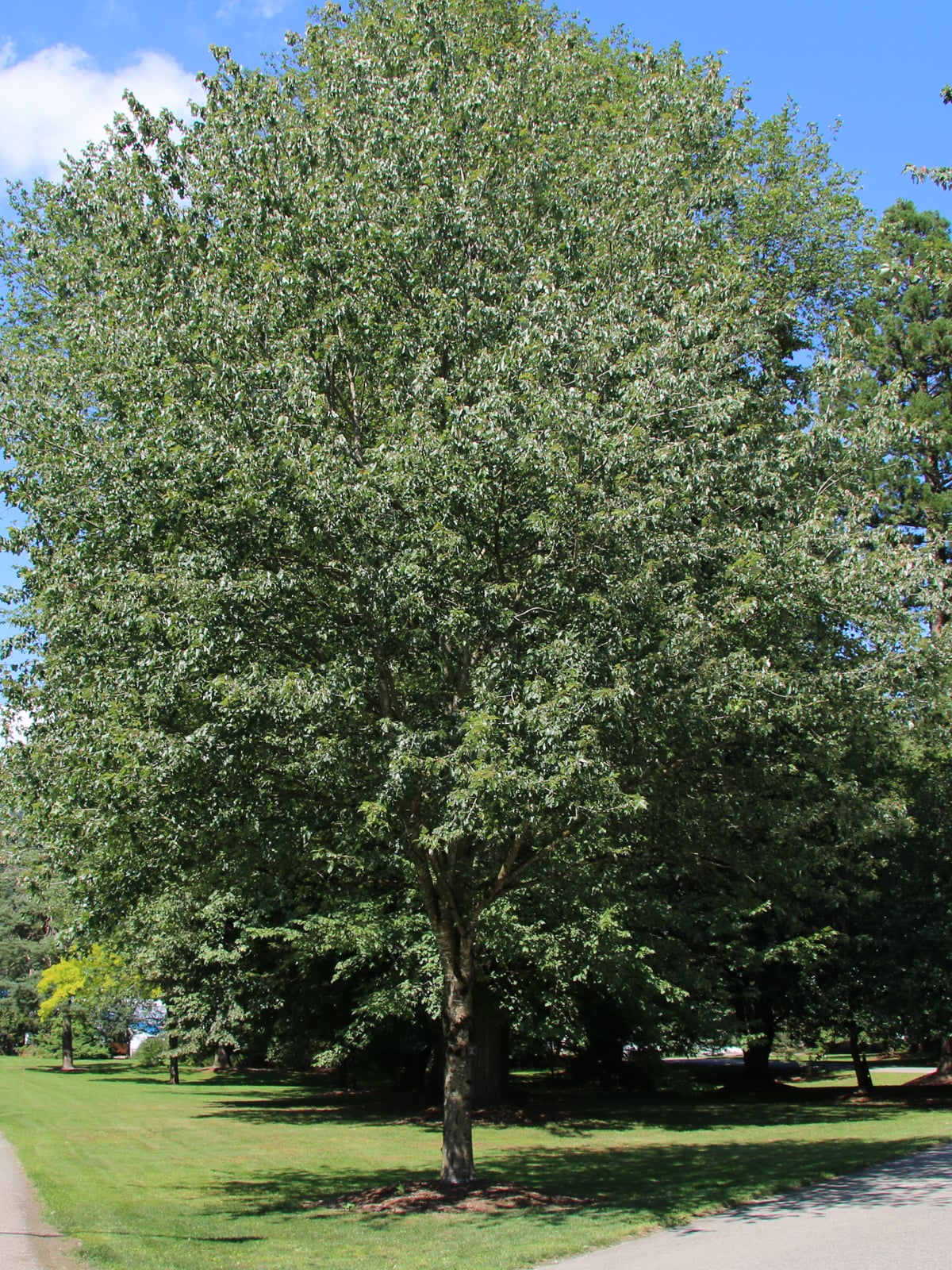Southern Planters MAPRED01G trees - View #3