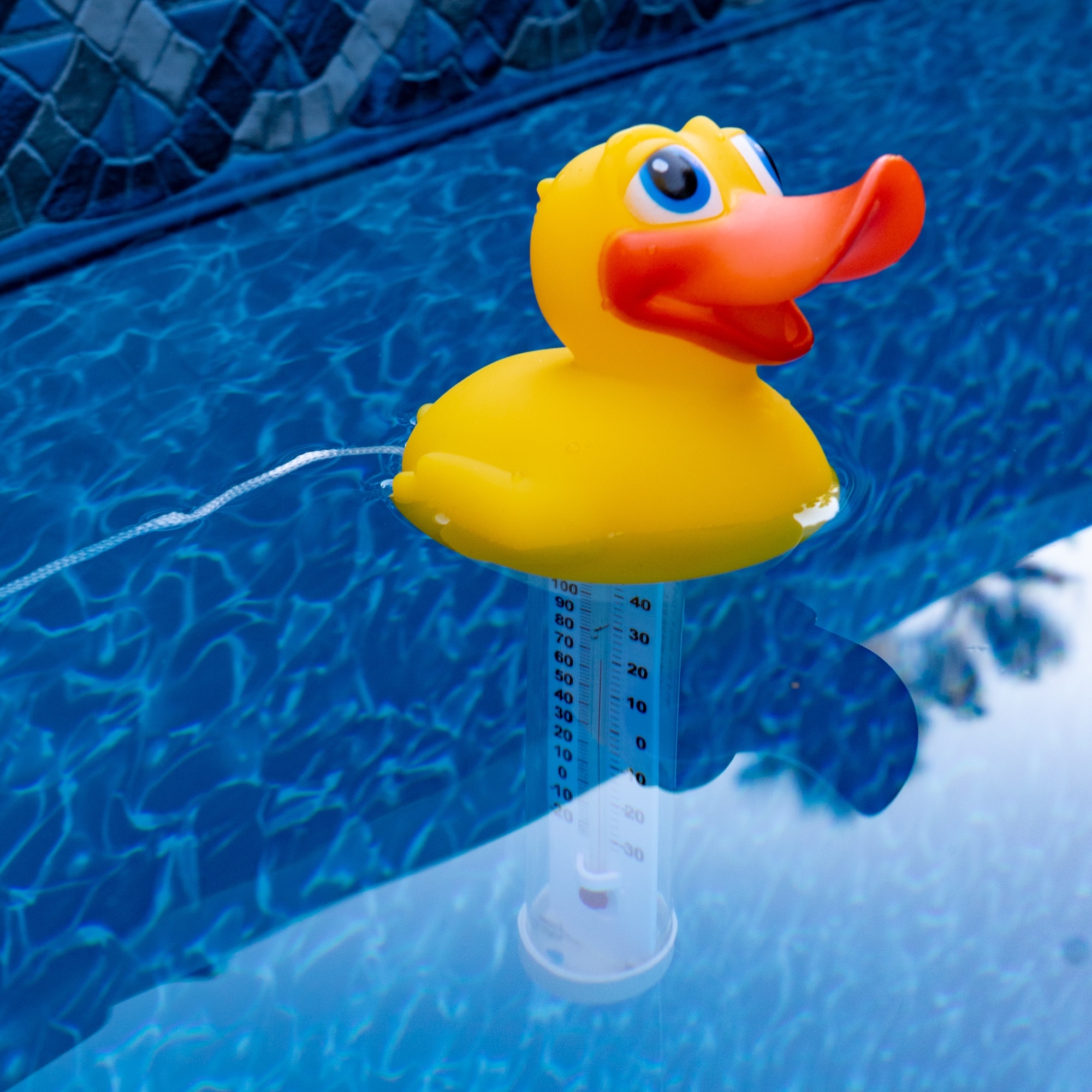 Floating Walrus Head Pool Thermometer