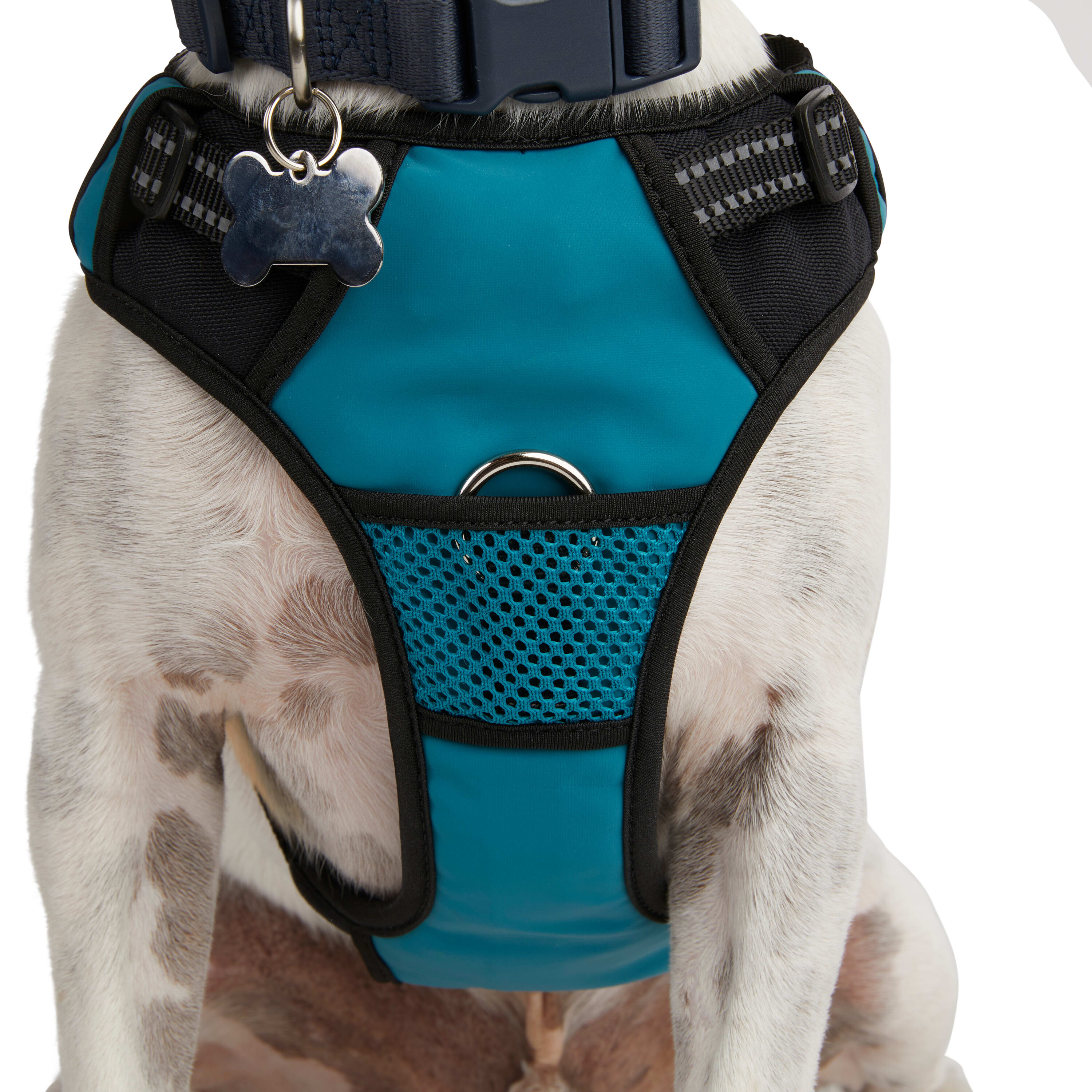 EveryYay 3379896 Dog-Collars-Harnesses - View #5