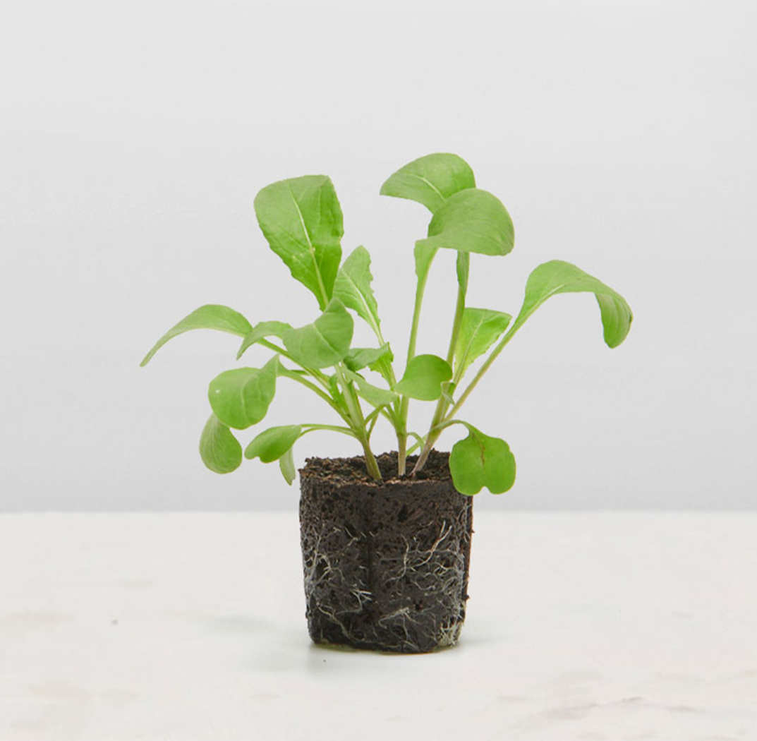 Lettuce Grow SO-SV-6-107603 Vegetable-Plants - View #2
