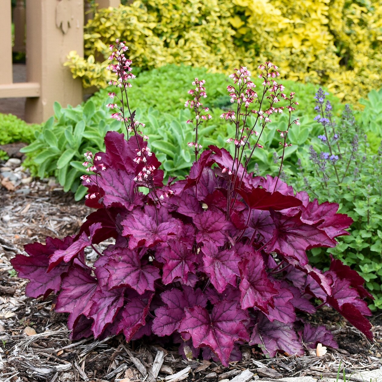 Proven Winners HEUPWP2527103 perennials - View #6