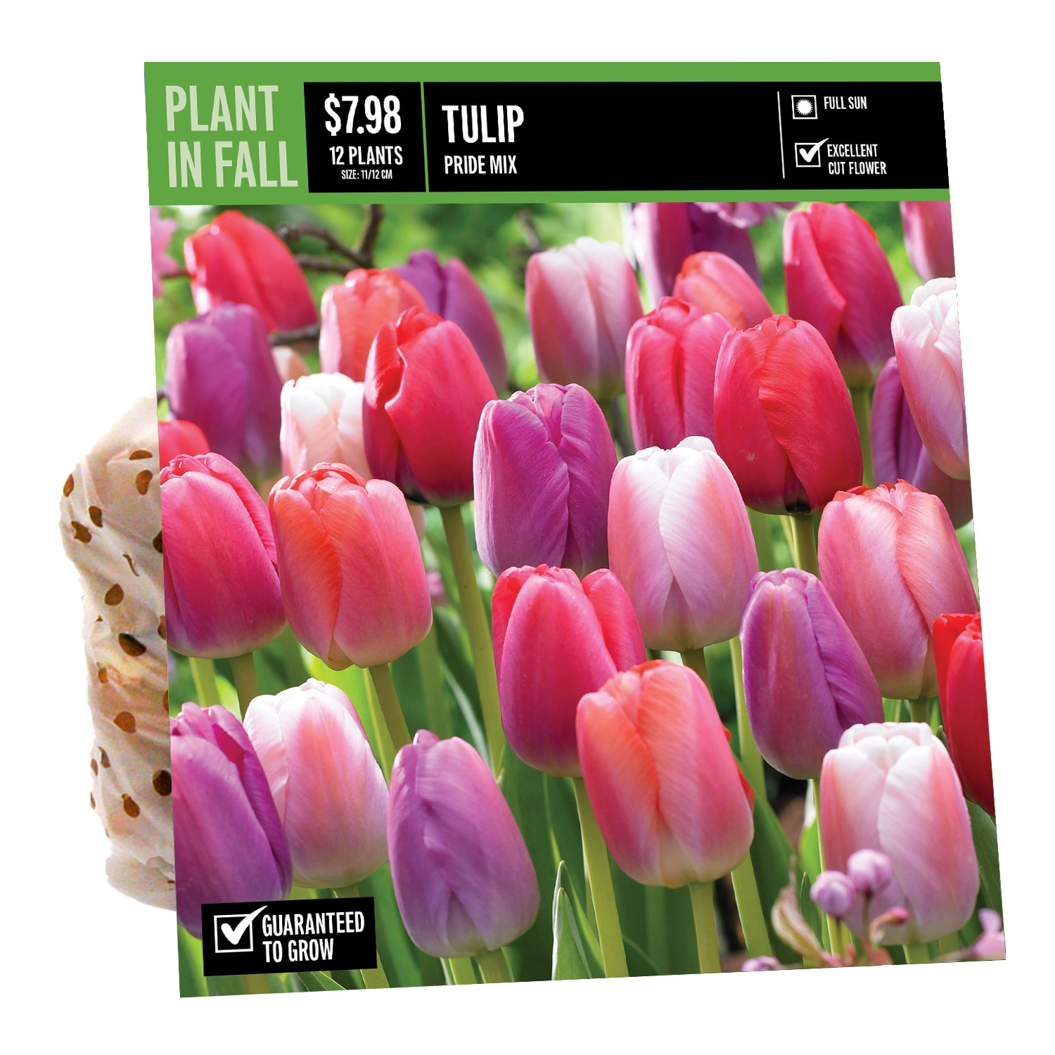  NURSERY TULIP PRIDE MIXED PBS