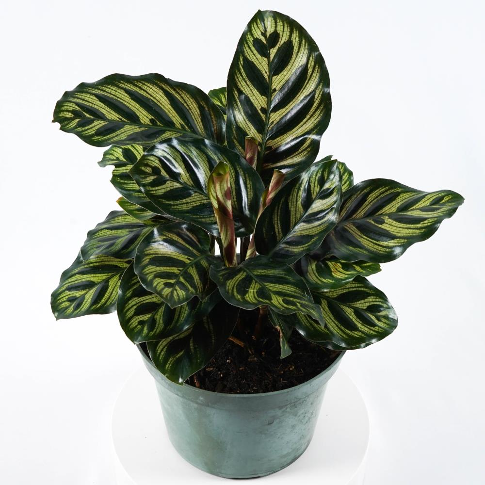 3 Live Plants in 4 Inch Pots Peacock Plant Beautiful Easy to Grow Air Purifying Indoor Plant Calathea Makoyana 