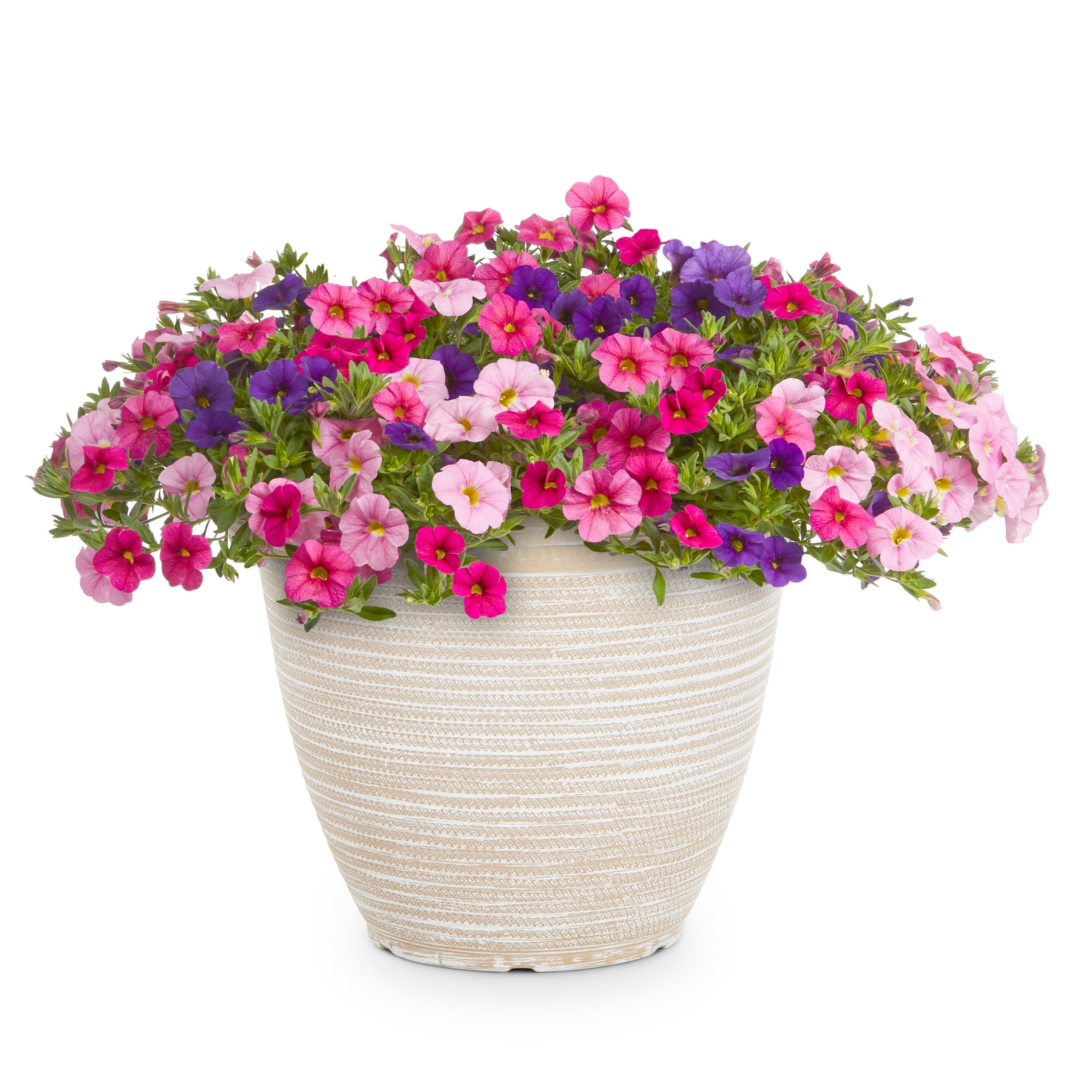 Lowe's Multicolor Calibrachoa in 2.5-Gallons Planter at Lowes.com