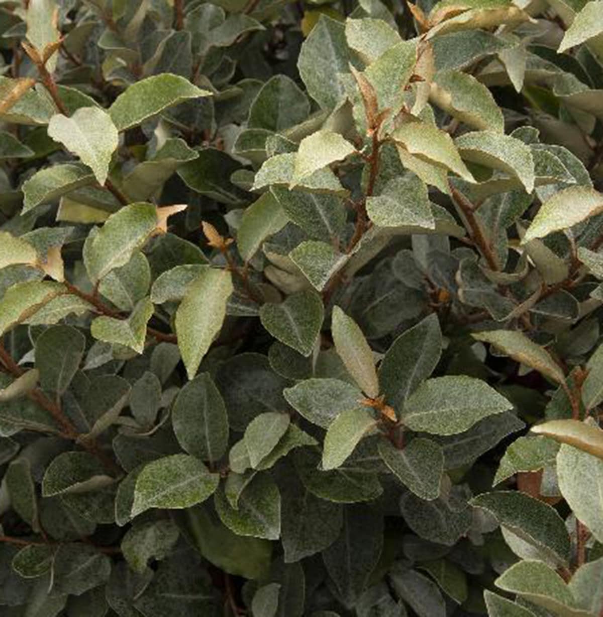 Lowe's NURSERY White Ebbinge's Silverberry Foundation/Hedge Shrub Pot