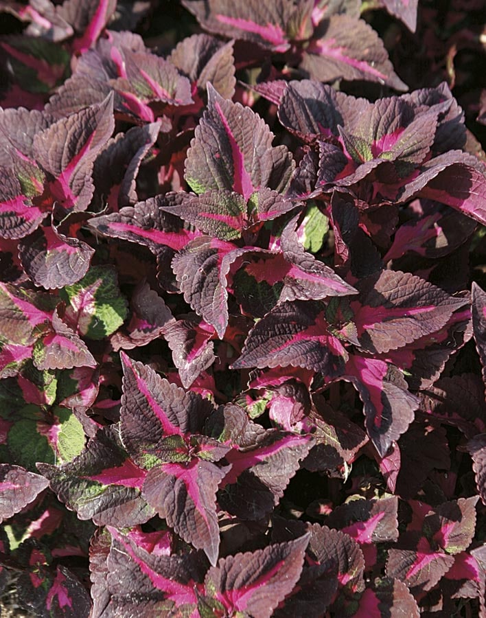 Lowe's 173165 Magilla Purple Perilla in 2.5 Quart(s) Pot 1 -Pack