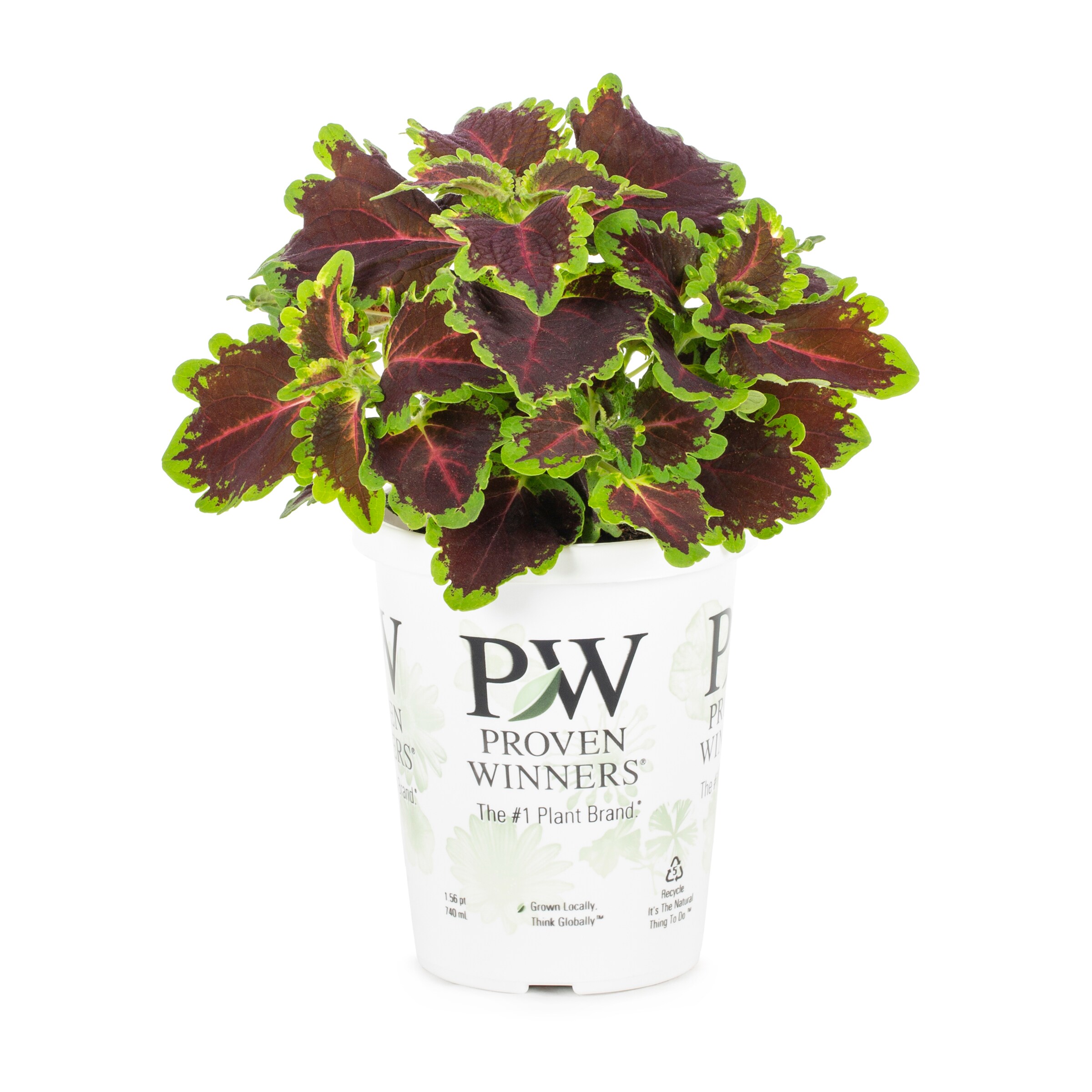 Lowe's NURSERY annuals - View #3