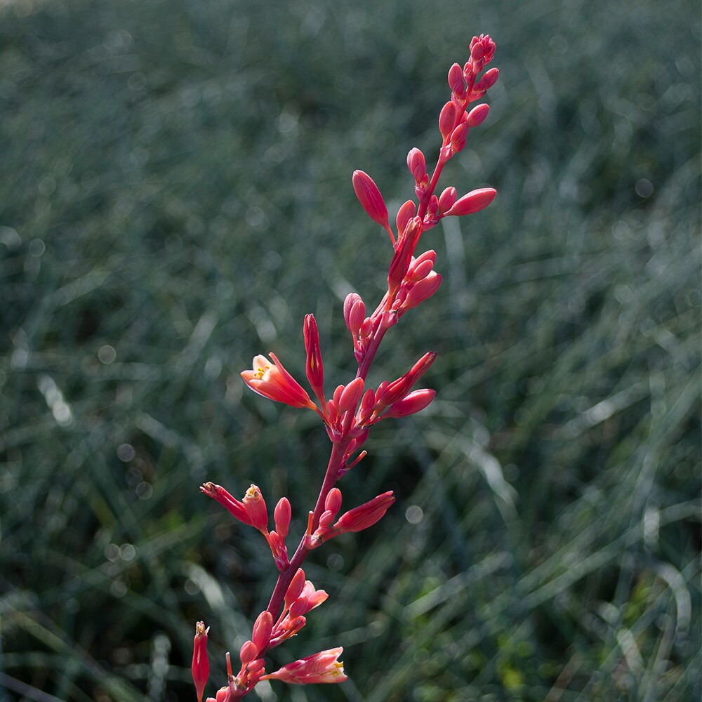 Altman Plants 0880068 shrubs - View #4