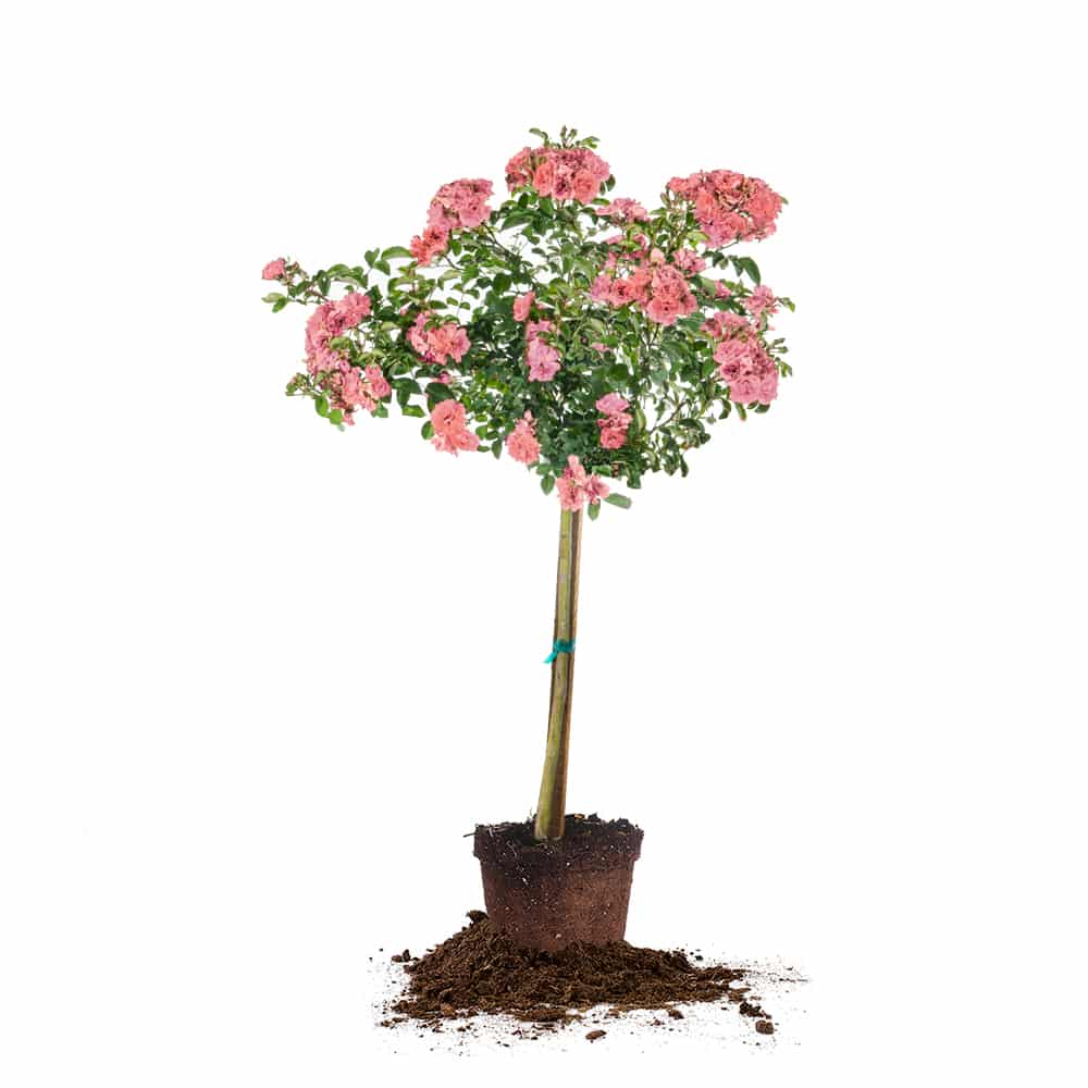 Perfect Plants PEACHDRIFTTREE 3 -Gallon Pink Flowering Peach Drift Rose Tree In pot (with soil)