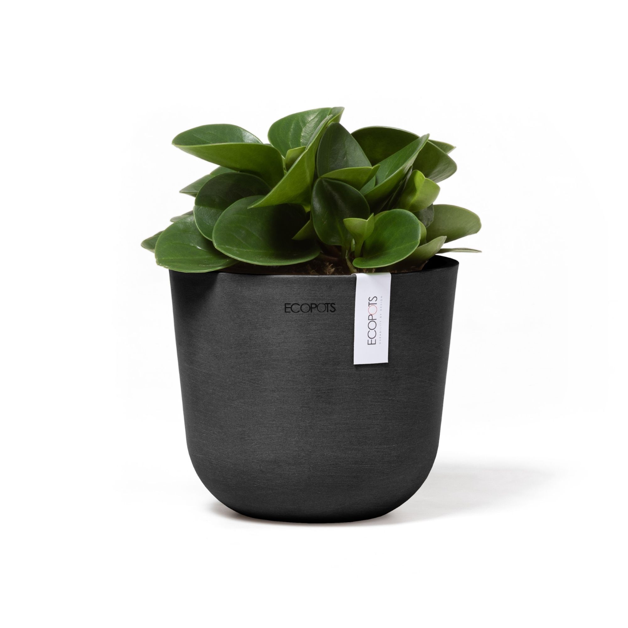 ECOPOTS 5413724325482 Planter-Window-Box - View #5