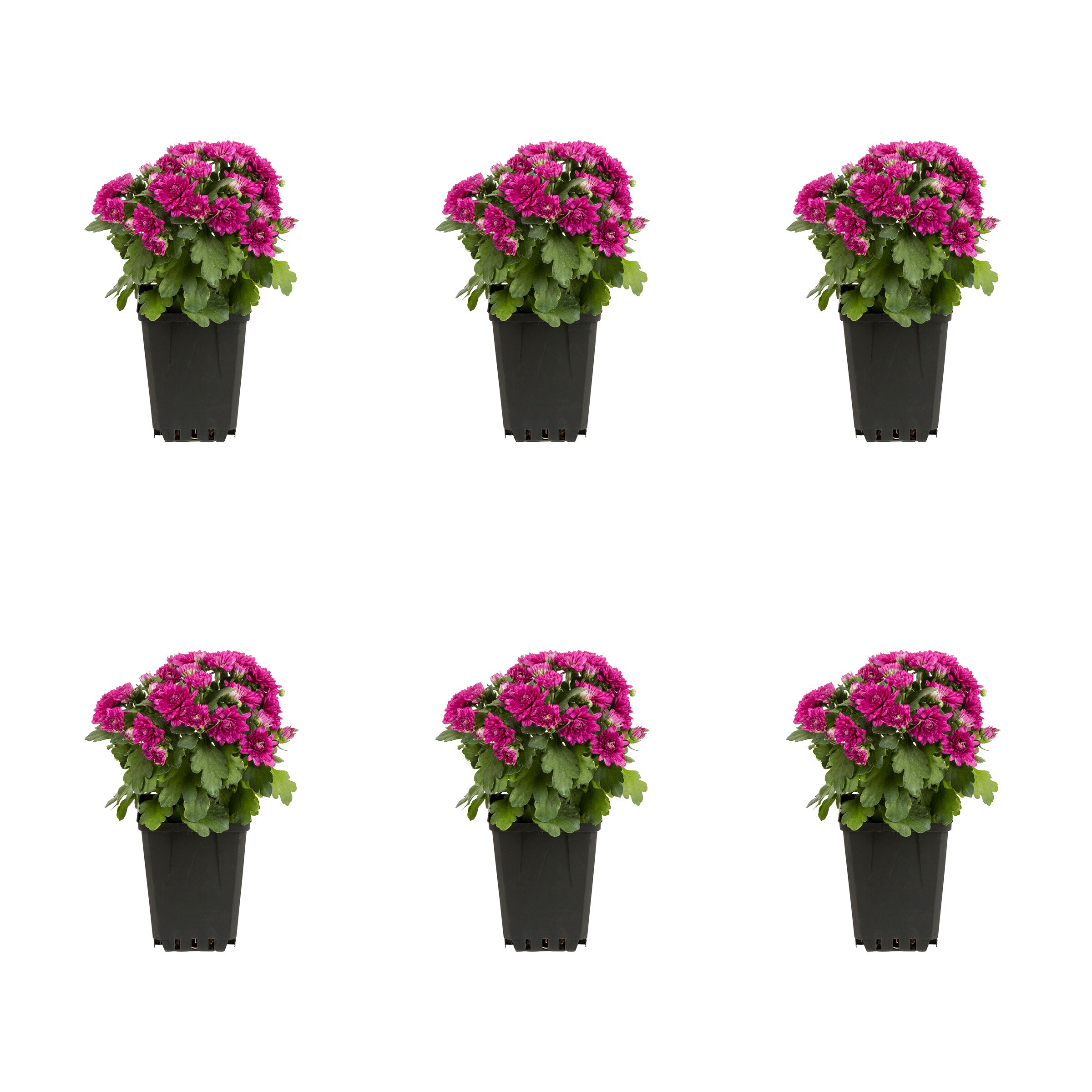 Metrolina Greenhouses Purple Mum In 1-pint Pot 6-pack 5204 At Lowes.com