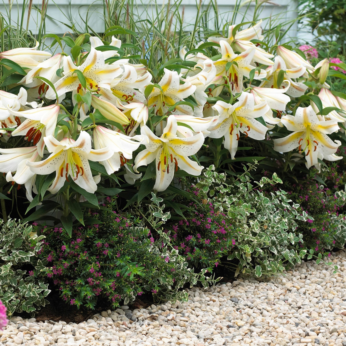Van Zyverden 83680 Plant-Bulbs - View #4