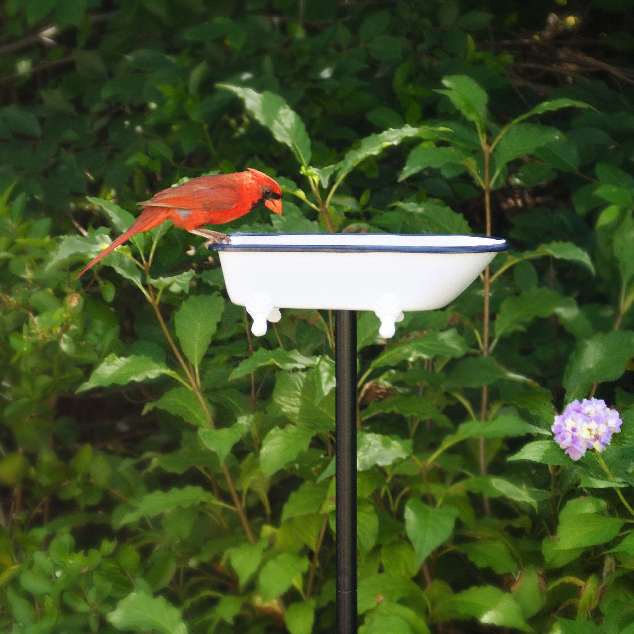 Good Directions TBBW birdbaths - View #2