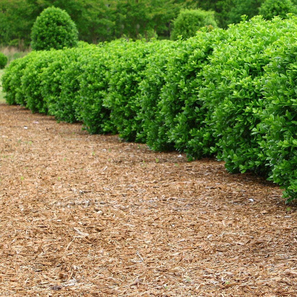  600165 Bagged-Mulch - View #3
